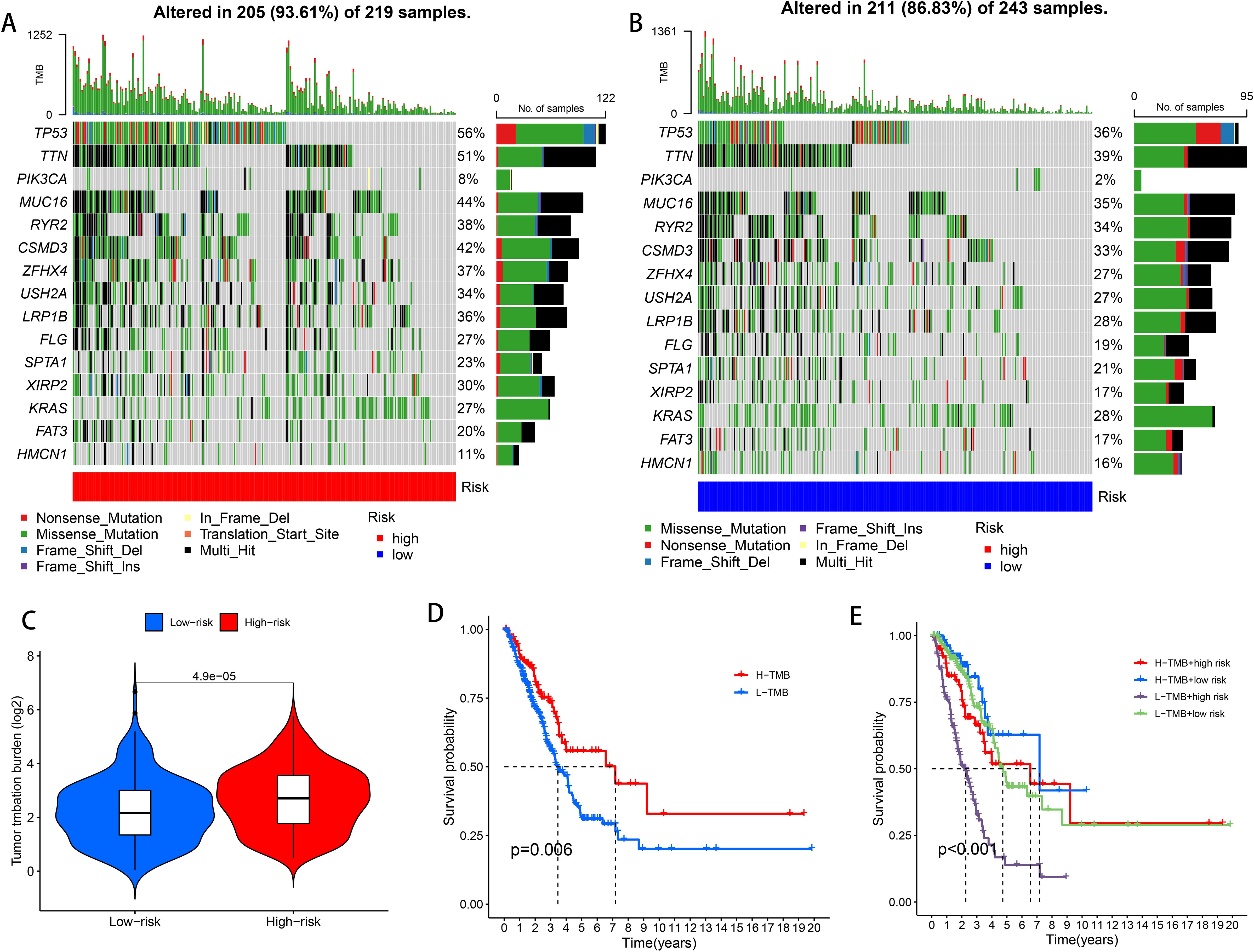 Panel A and B display mutation data in 219 and 243 samples respectively, showing the frequency of mutations across various genes. The bar graphs on the side indicate the number of samples altered per gene. Panel C depicts a violin plot comparing tumor mutation burden between low-risk and high-risk groups. Panel D shows a survival analysis graph comparing two groups, with a significant p-value of 0.006. Panel E presents a survival probability graph categorizing data by tumor mutation burden and risk, with statistical significance indicated by p-values less than 0.001.