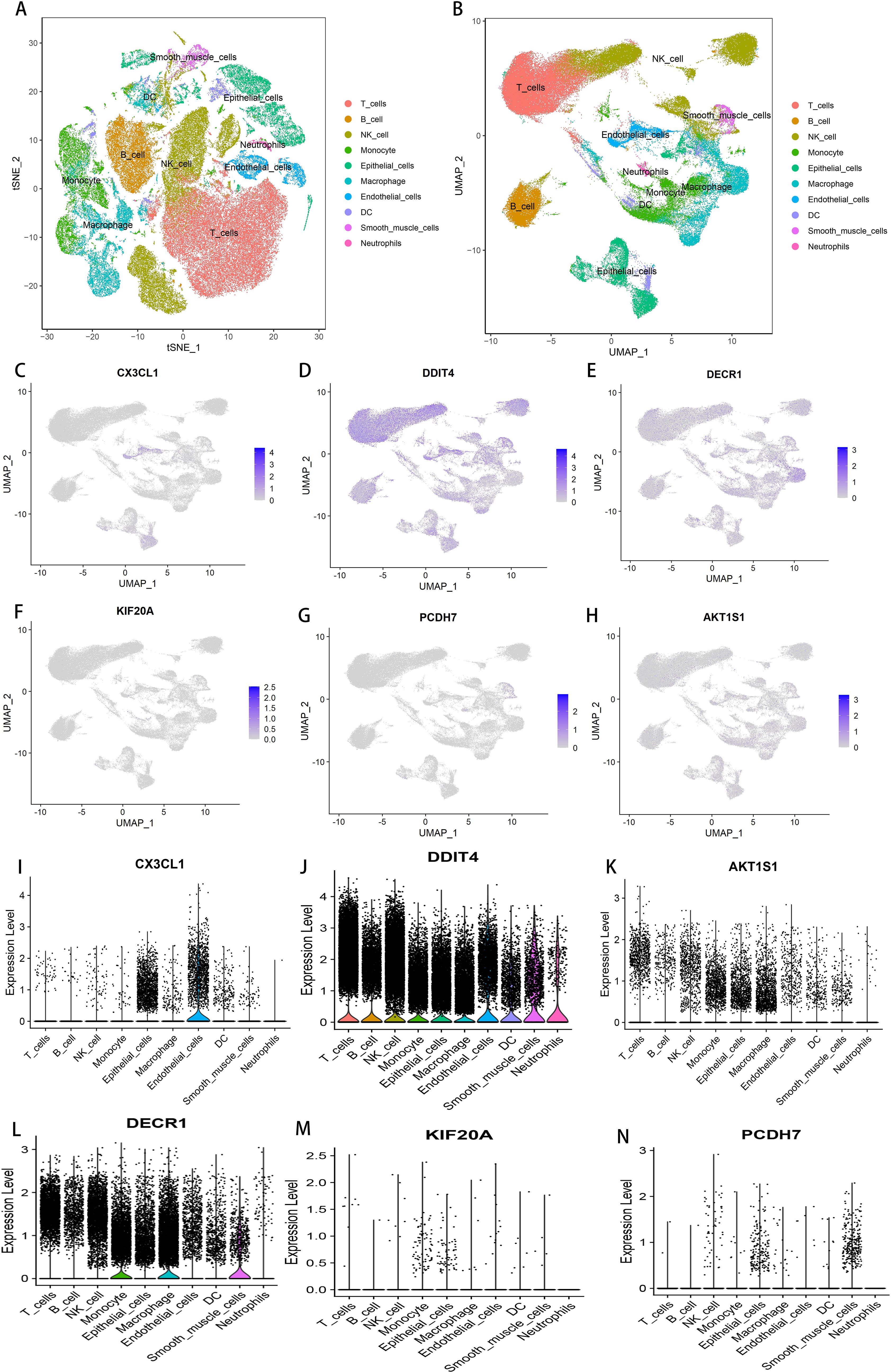 Two sets of plots visualize gene expression in various cell types. Panels A and B show t-SNE and UMAP plots, respectively, with colored clusters representing different cell types like T cells, B cells, and others. Panels C to H display UMAP plots with gradient expression levels for genes CX3CL1, DDIT4, DECR1, KIF20A, PCDH7, and AKT1S1. Panels I to N present violin plots of expression levels for the same genes, categorized by cell type.