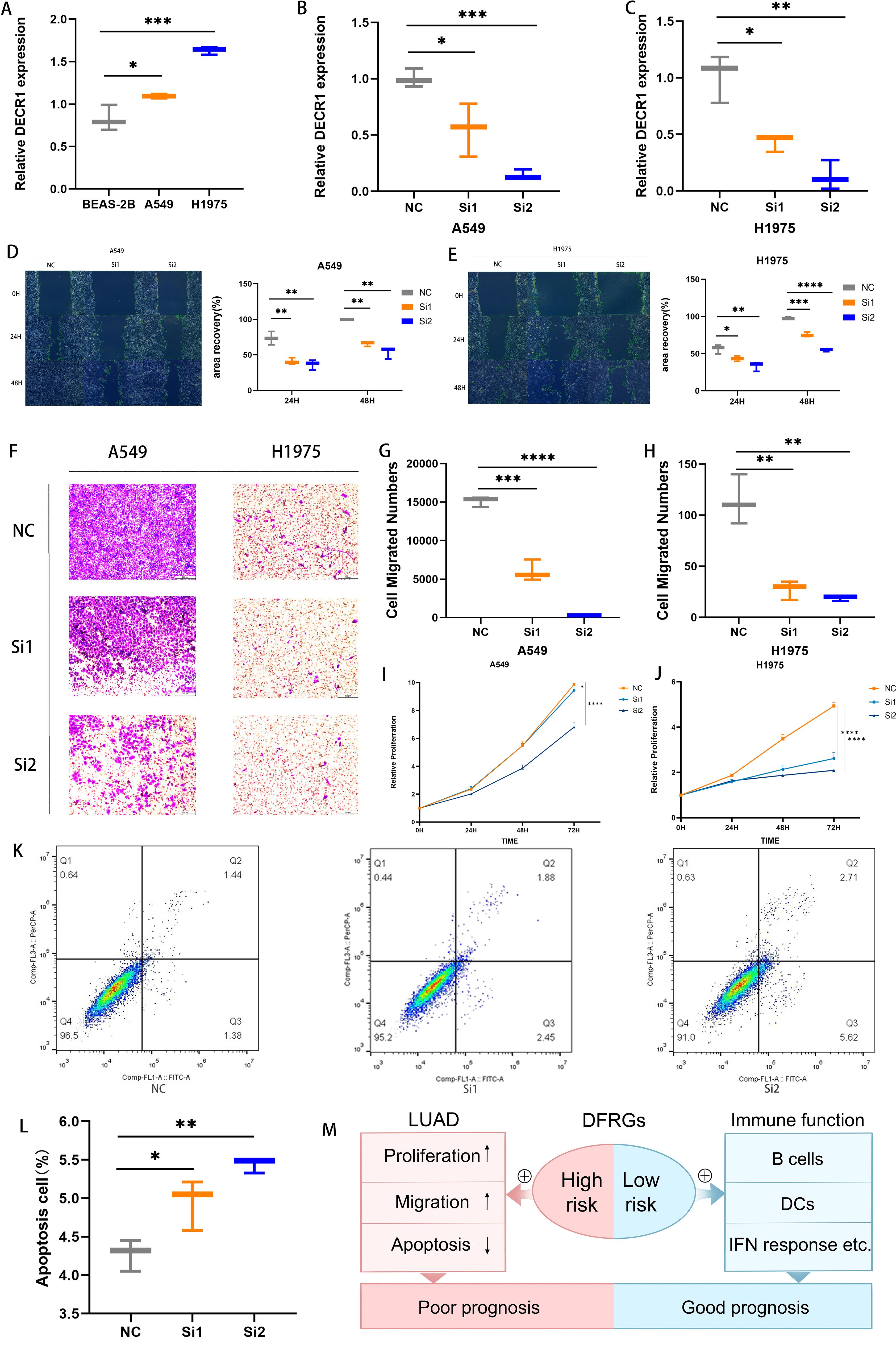 A series of scientific graphs and charts illustrate DECR1 expression, cell migration, proliferation, and apoptosis in different cell lines (BEAS-2B, A549, H1975). Panels A, B, and C show relative DECR1 expression levels using bar graphs. Panels D and E are wound healing assays with related graphs depicting area recovery percentages. Panel F includes micrographs of A549 and H1975 cells under conditions NC, Si1, and Si2. Panels G and H show bar graphs of cell migration numbers. Panels I and J present line graphs on cell proliferation over time. Panel K depicts flow cytometry dot plots for apoptosis analysis. Panel L contains a bar graph of apoptosis cell percentages. The diagram in Panel M connects factors like proliferation and migration with prognosis outcomes.