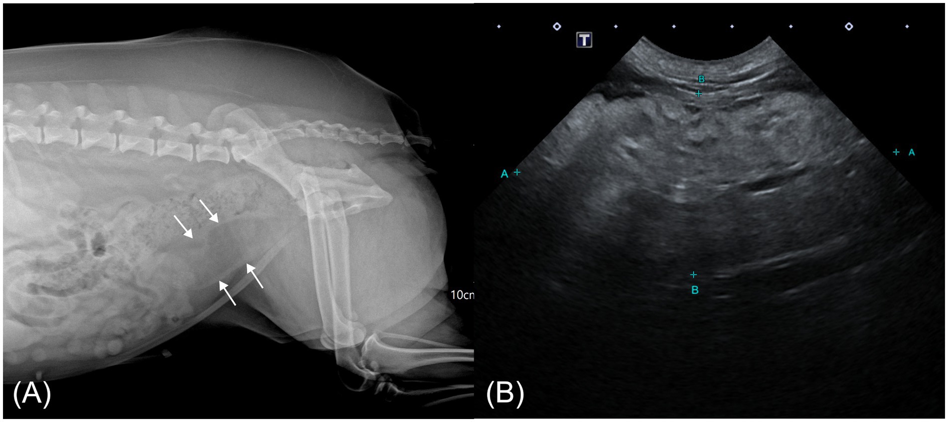 Panel A shows a lateral abdominal radiograph of a dog demonstrating a soft-tissue opacity mass in the caudal abdomen (arrows). Panel B displays an ultrasonographic image of the same region, revealing a well-defined, heterogeneous echogenic mass adjacent to the urinary bladder. Together, these images illustrate the mass location and relationship to surrounding abdominal organs.