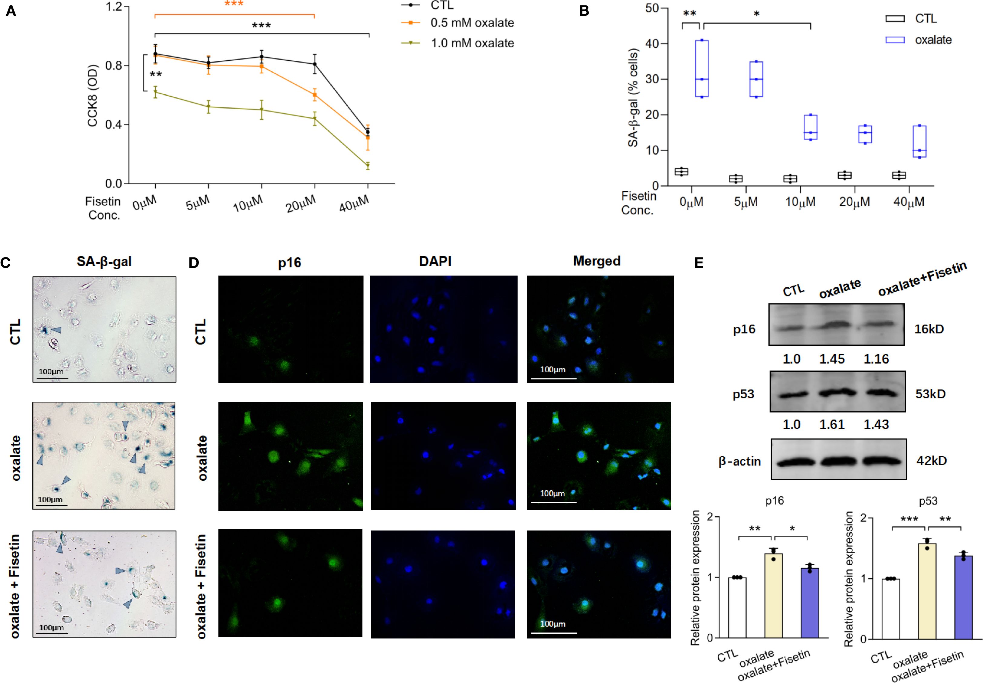 (A) Line graph showing CCK8 assay results for different concentrations of fisetin with control and oxalate, indicating reduced cell viability with increased fisetin. (B) Box plot depicting percentage of SA-β-gal positive cells, showing higher senescence in oxalate-treated cells without fisetin. (C) Microscopic images of SA-β-gal staining showing blue-stained senescent cells under various treatments. (D) Fluorescence images with p16 in green, DAPI in blue, and overlay, showing senescence markers in different treatments. (E) Western blots and bar graphs for p16, p53, and β-actin, indicating protein expression variations among treatments.