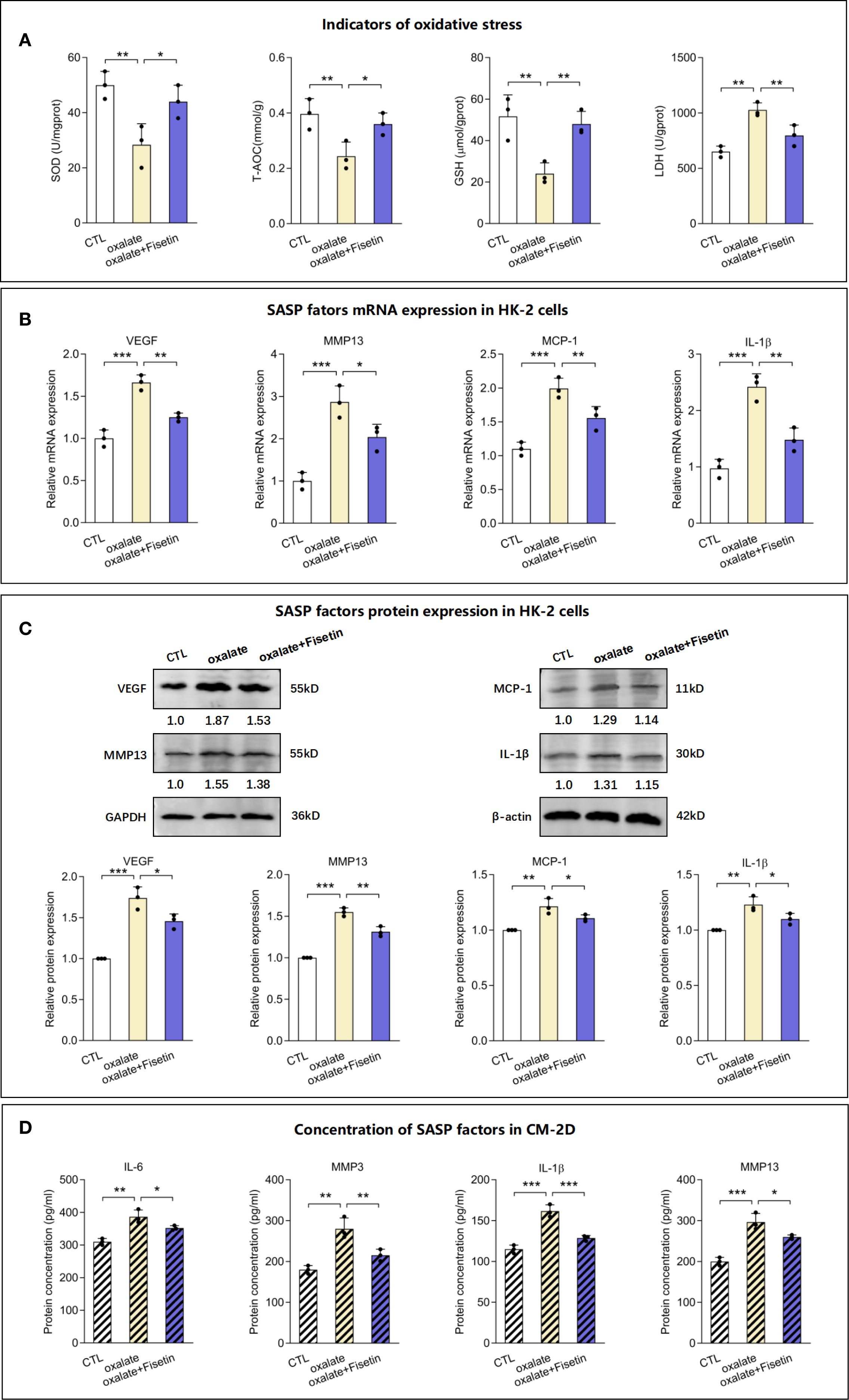 Graphs and blots illustrate the effects of different treatments on oxidative stress indicators and SASP factors. Panel A shows bar graphs of SOD, T-AOC, GSH, and LDH levels under three conditions: CTL, oxalate, and oxalate plus fisetin, with significant differences marked by asterisks. Panel B displays bar graphs of mRNA expression levels for VEGF, MMP13, MCP-1, and IL-1β in HK-2 cells under the same conditions. Panel C includes blots and bar graphs of protein expression levels for VEGF, MMP13, MCP-1, and IL-1β in HK-2 cells. Panel D shows bar graphs of SASP factor concentrations in CM-2D for IL-6, MMP3, IL-1β, and MMP13.