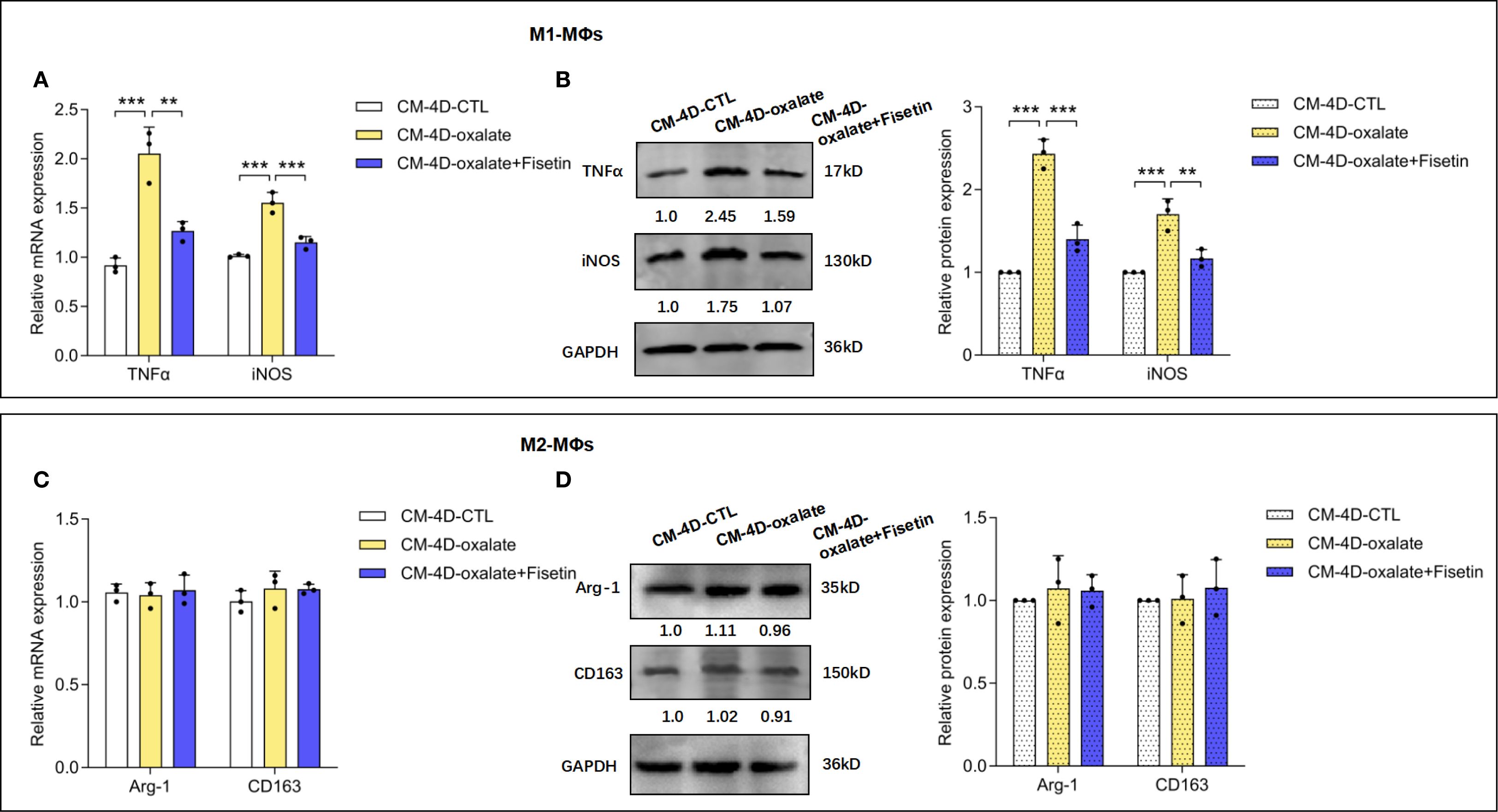 Graphs and Western blots comparing the effects of CM-4D-CTL, CM-4D-oxalate, and CM-4D-oxalate plus Fisetin on M1 and M2 macrophages. Panels A and B show increased TNFα and iNOS expression in M1 macrophages with CM-4D-oxalate treatment, partially reduced by Fisetin. Panels C and D display stable Arg-1 and CD163 expression in M2 macrophages across treatments. Bars represent means with error bars indicating variability.*** and ** denote statistical significance.
