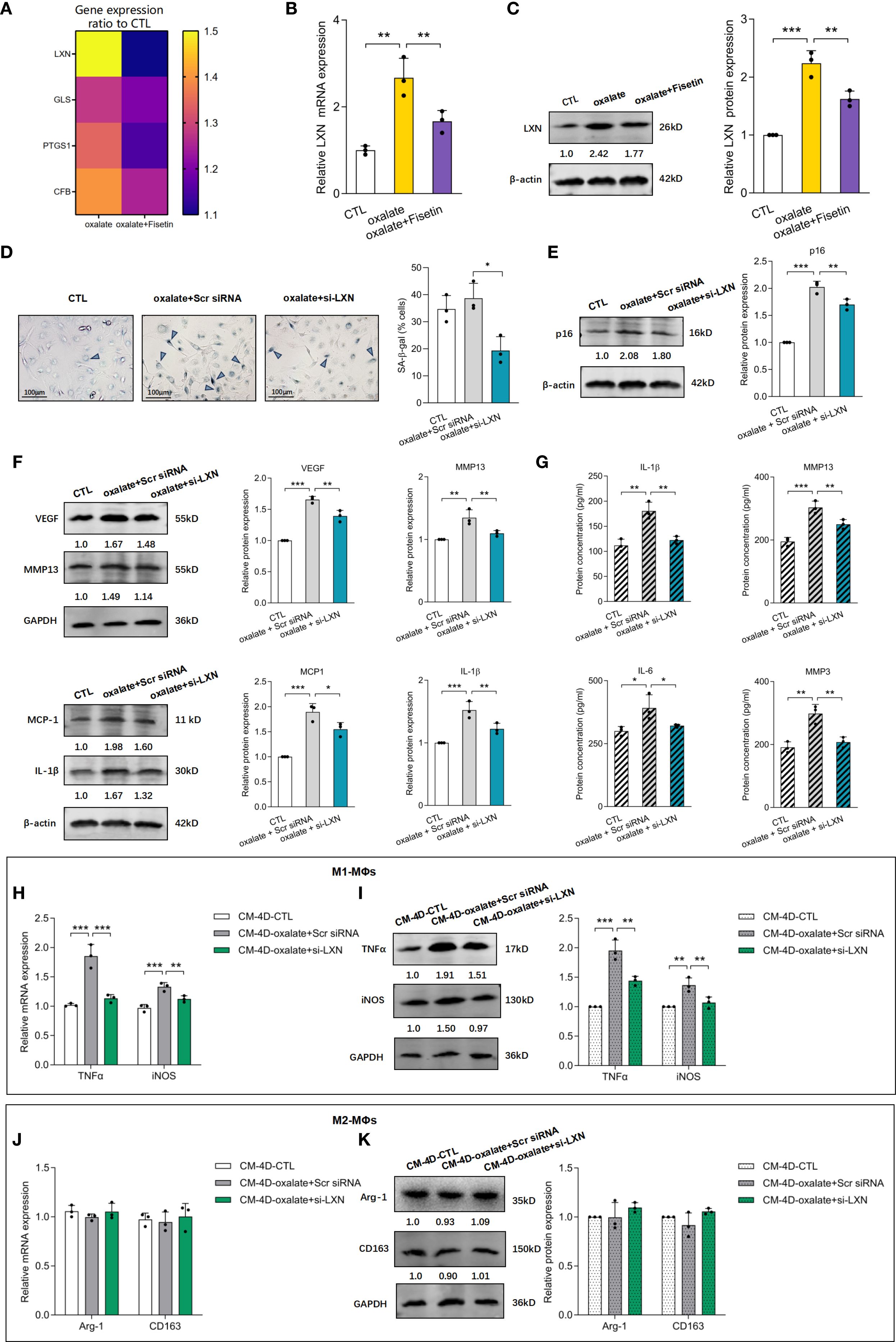 Composite image showing several panels of experimental data related to gene expression and protein analysis under different conditions. Panel A displays a heatmap of gene expression ratios. Panels B, H and J include bar graphs for mRNA expression of specific genes. Panels D has images and graphs of cell analysis. Panels C, E, F, G, I, and K present Western blot results and corresponding bar graphs for protein expression levels. Significant differences are marked with asterisks, denoting statistical importance. The setup collectively investigates the effects of various treatments on gene and protein expression.