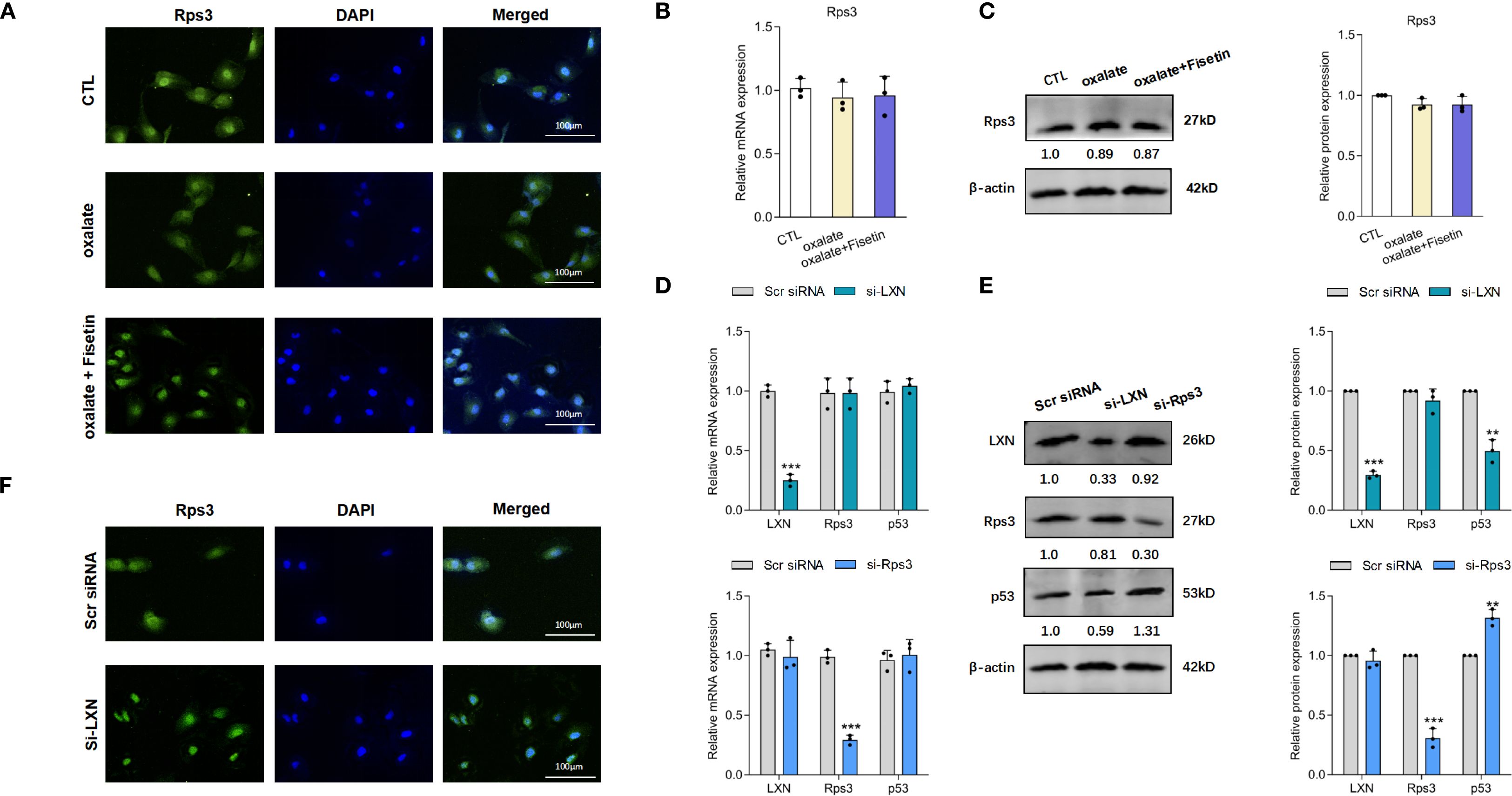 Fluorescence images and graphs showing the effects of treatments on protein expression. Images in panel A depict Rps3 and DAPI staining under various conditions. Graphs in panels B to E display mRNA and protein expression levels of Rps3, LXN, and p53 with different treatments, including controls, oxalate, fisetin, and siRNA. Western blot images show protein bands for Rps3, LXN, p53, and β-actin with corresponding expression levels under different conditions. Statistical significance is indicated in the graphs.