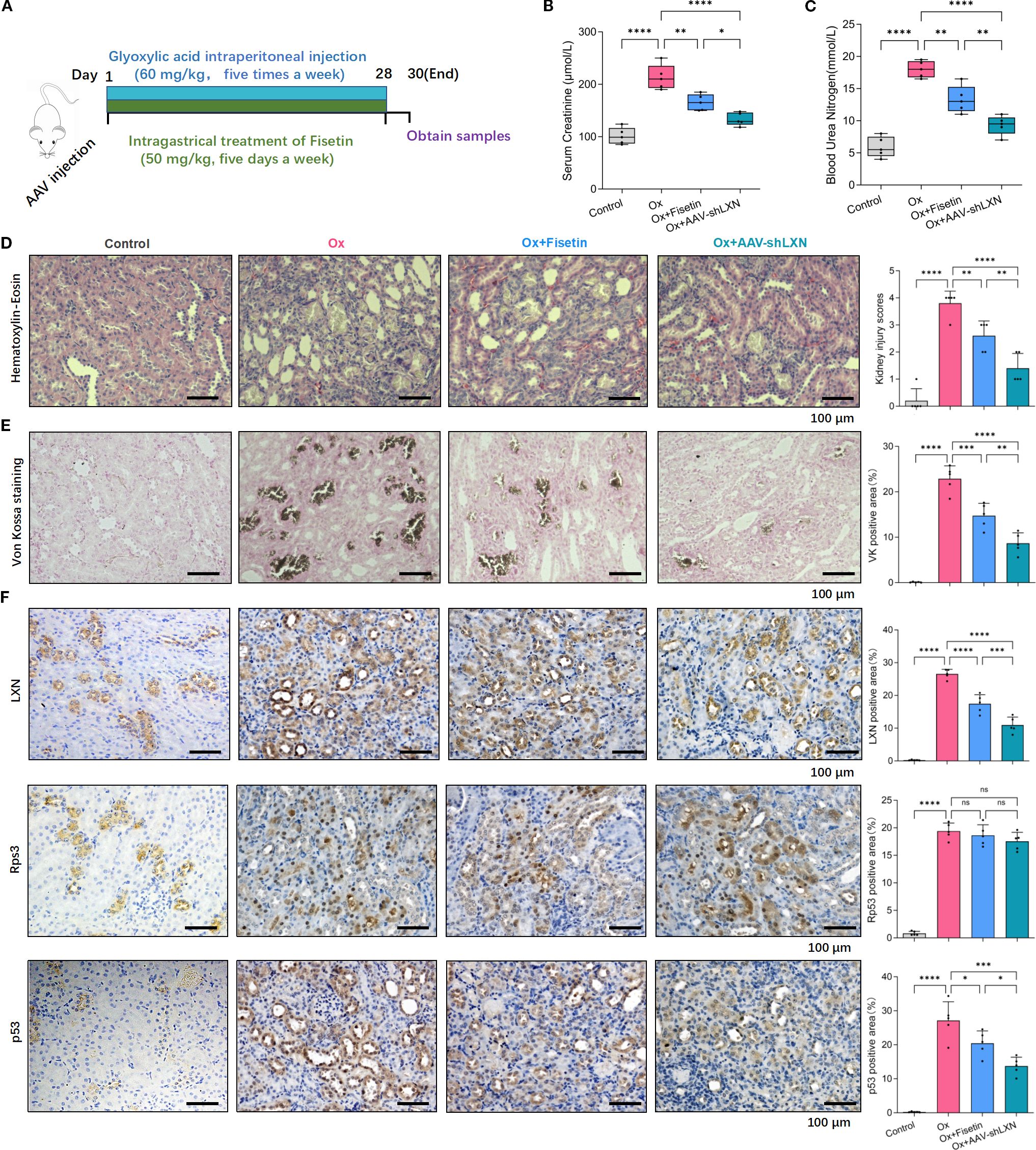 A multi-panel scientific image showing experimental results. Panel A depicts a timeline of treatments including glyoxylate injection and fisetin administration. Panels B and C display graphs of serum creatinine and blood urea nitrogen levels under different conditions, with statistical significance indicated. Panels D to F show histological and staining results, including Hematoxylin-Eosin, Von Kossa, and LXN, Rps3, and pS3 staining, comparing control, Ox, Ox+Fisetin, and Ox+AAV-shLXN groups with accompanying bar graphs summarizing the data. Each panel includes scale bars and statistical annotations for clarity.