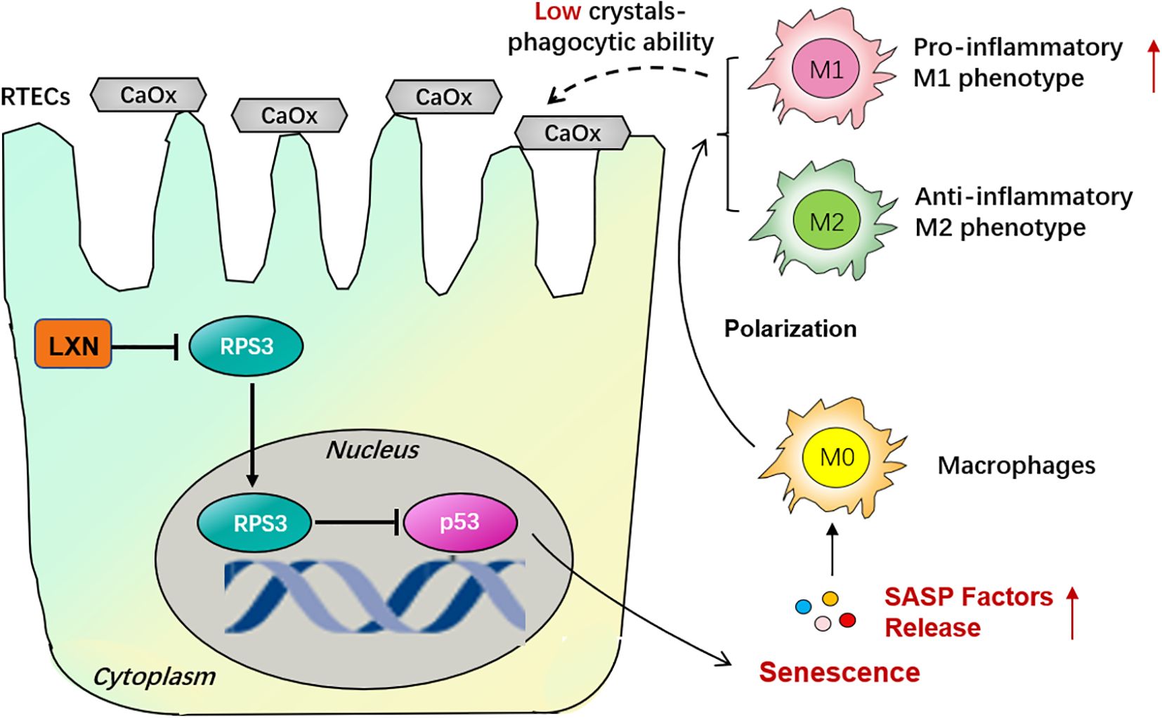 Diagram depicting cellular interactions involving LXN, RPS3, and p53 within RTECs. CaOx crystals are shown affecting phagocytic ability. Macrophages undergo polarization into M1 (pro-inflammatory) and M2 (anti-inflammatory) phenotypes. A pathway indicates senescence and SASP factor release.