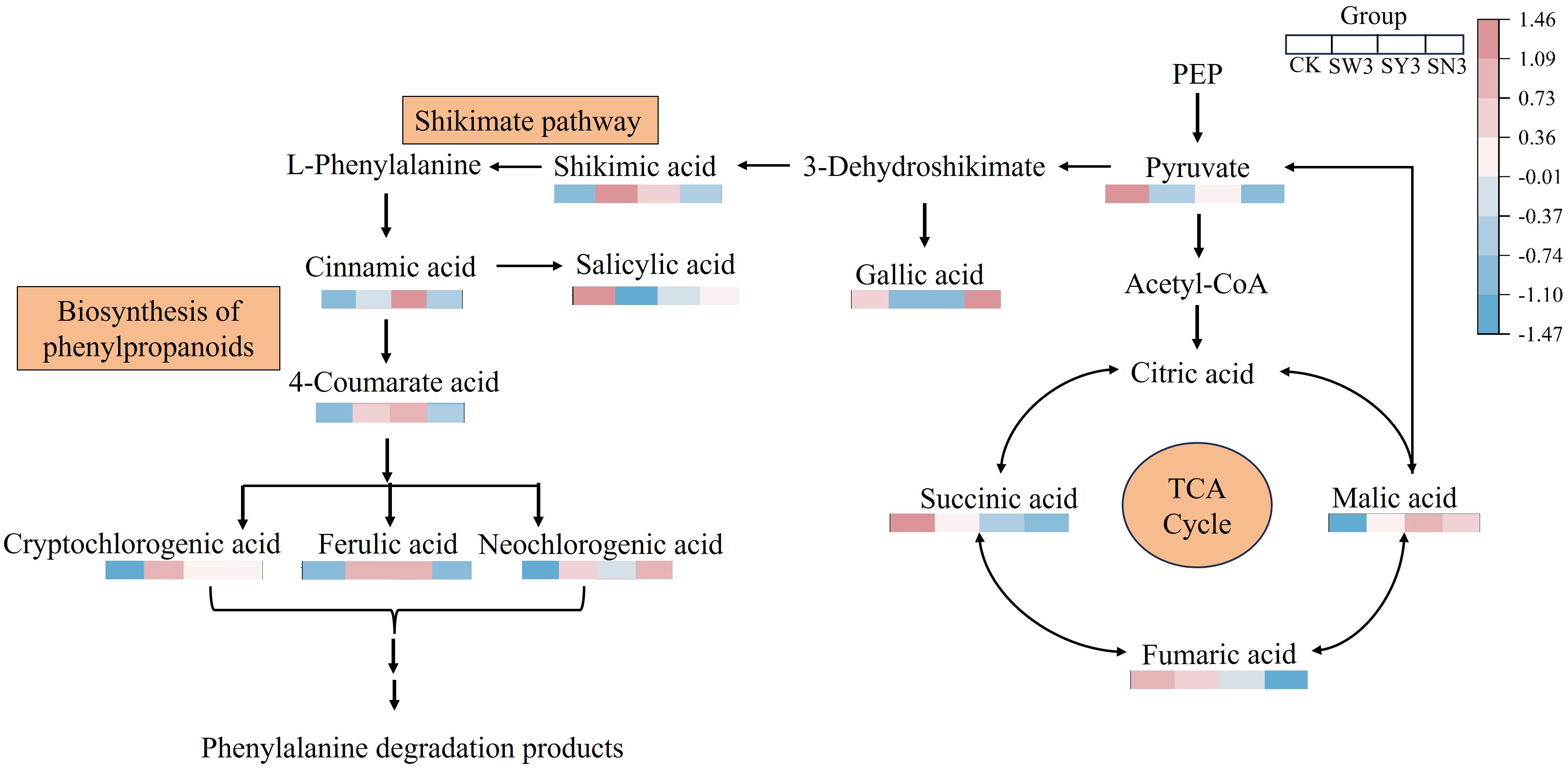 Diagram illustrating the biosynthesis of phenylpropanoids and their relationship with the shikimate pathway and TCA cycle. It shows the conversion of precursors like L-phenylalanine and pyruvate into various acids, including cinnamic, gallic, and citric acids, contributing to phenylalanine degradation. A color gradient represents group data (CK, SW3, SY3, SN3), with a scale from -1.47 to 1.46 on the right.