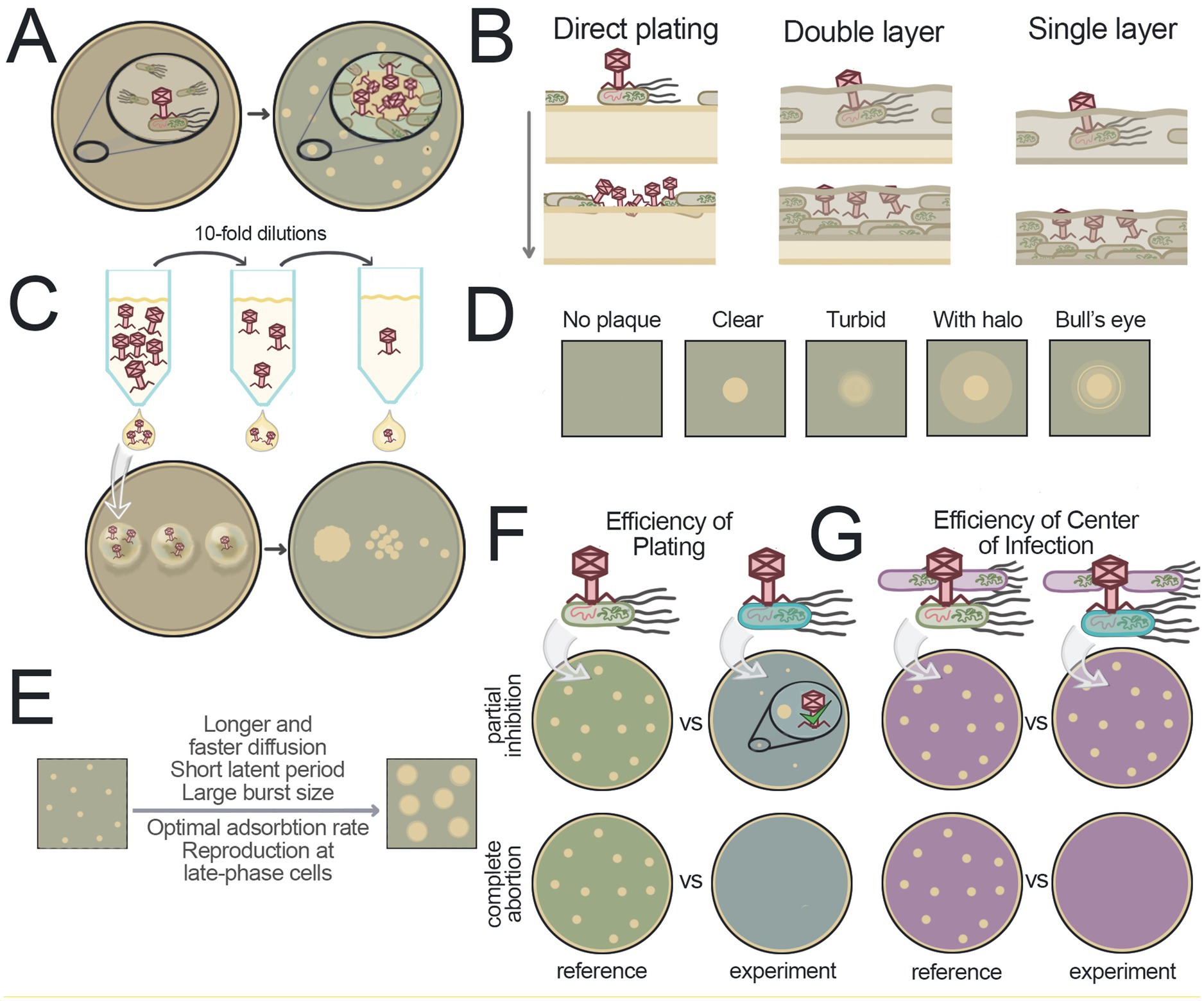 Illustration of various bacteriophage testing methods in solid media: A shows initial plating of phages on bacteria and plaque formation mechanism. B compares direct plating, double layer, and single layer methods. C illustrates 10-fold dilution steps for PFU counting. D displays plaque types: no plaque, clear, turbid, with halo, and bull’s eye. E depicts factors affecting plaque formation such as diffusion and adsorption rates. F and G compare experimental results for the efficiency of plating and the center of infection.