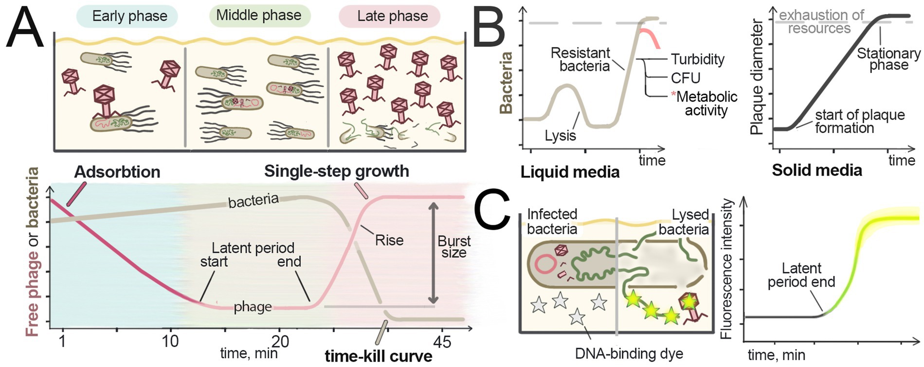 Infographic illustrating phage mediated bacteria lysis in liquid culture. Panel A shows early, middle, and late phases of infection, including phage adsorption and bacterial lysis. The growth curve below depicts bacteria and phage growth kinetics. Panel B presents bacterial growth patterns in liquid and solid media, highlighting lysis and appearance of resistant bacteria. Parameters as turbidity, CFU, and metabolic activity changes over time with could be monitored in liquid cultures. Panel C illustrates infected and lysed bacteria cell with a DNA-binding dye, accompanied by a fluorescence intensity graph marking the latent period’s end and increasing intensity over time.