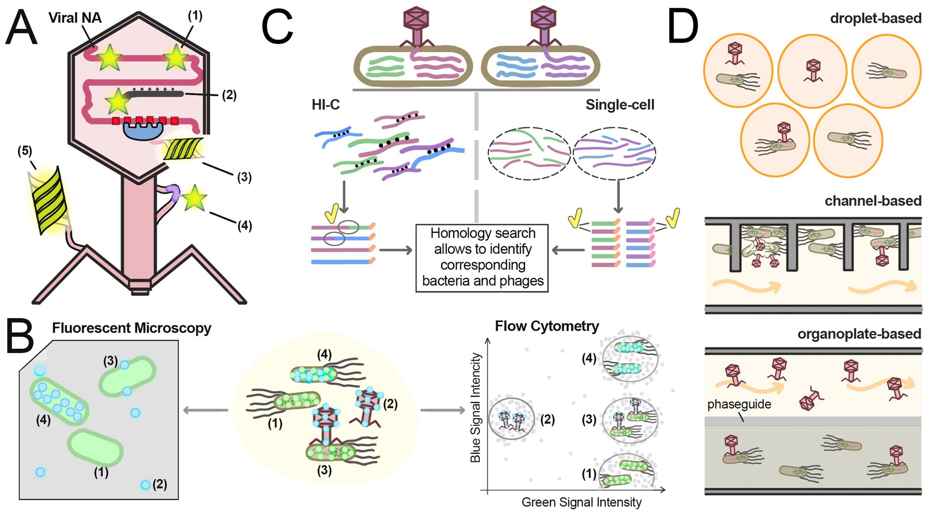 Diagram illustrating methods for studying phage-host interactions at single-cell level. Panel A shows a phage scheme with different labeled components. Panel B depicts fluorescent microscopy and flow cytometry techniques for phage infected bacteria. Panel C demonstrates HI-C and single-cell NGS for identifying corresponding bacteria and phages. Panel D illustrates microfluidic methods for phage research using droplet-based, channel-based, and organoplate-based methods. Panels are connected to visualize workflows and methodologies.