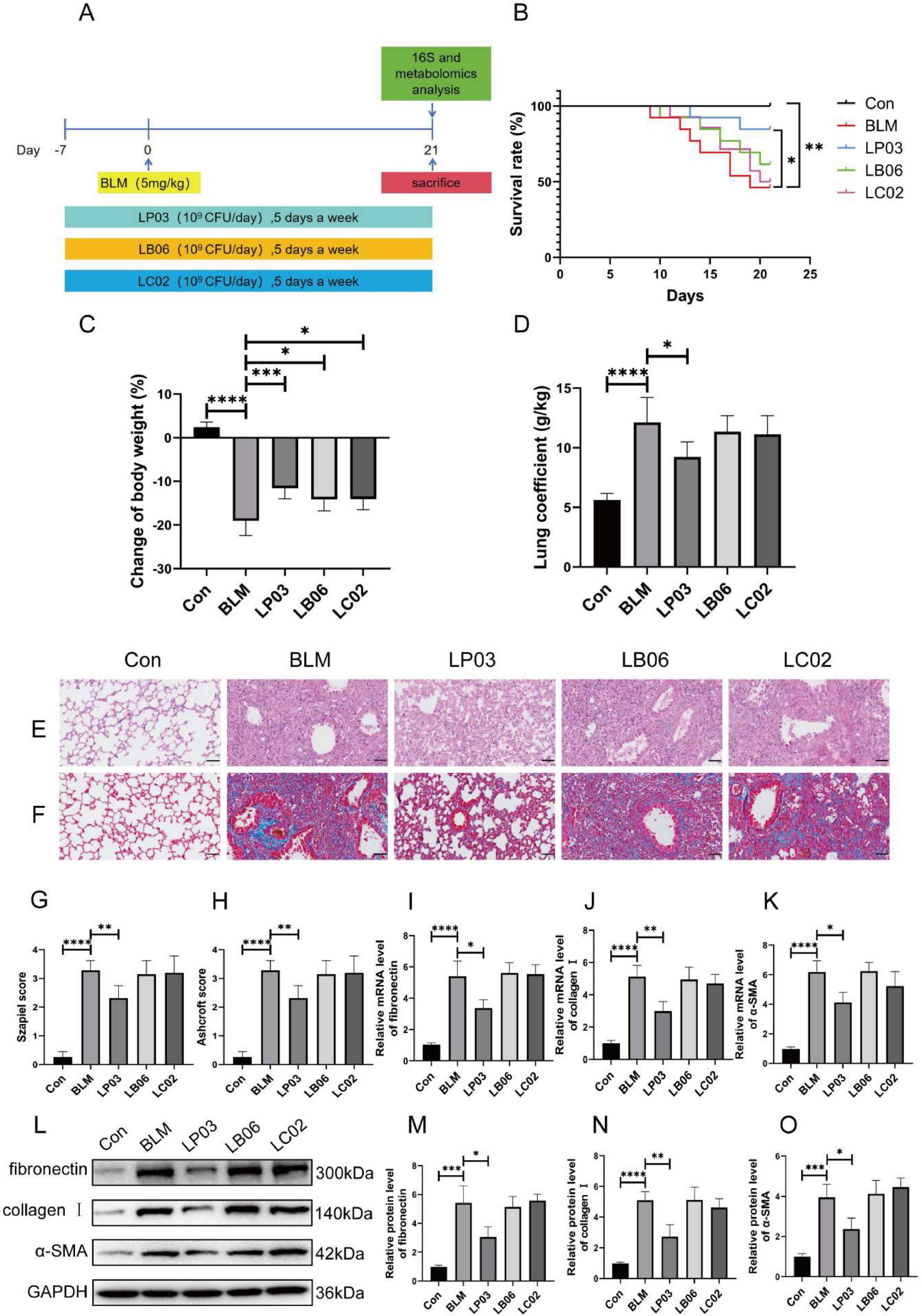 Diagram depicting an experimental timeline of BLM and various treatments over 21 days, with survival and lung function indicator graphs. Histological images show lung tissues from different groups, and bar graphs display data on weight change, lung coefficient, and mRNA levels. Protein expression levels are presented with Western blot images and corresponding bar graphs. Statistical significance is marked with asterisks.