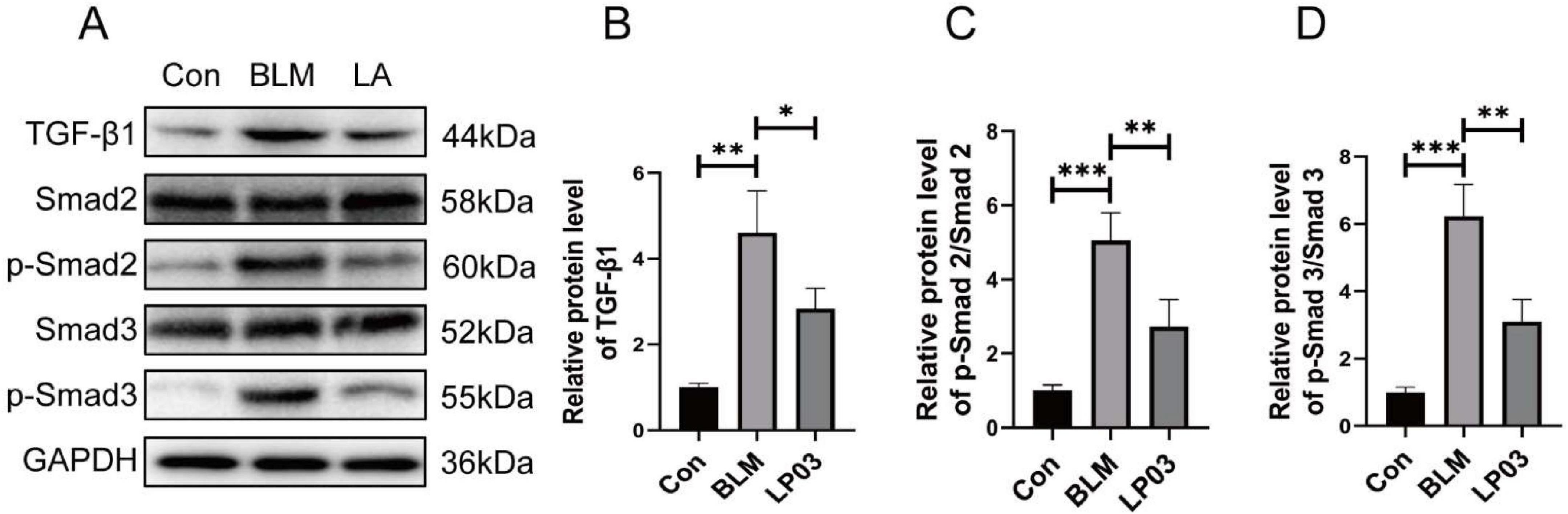 Panel A shows Western blot results for TGF-β1, Smad2, p-Smad2, Smad3, p-Smad3, and GAPDH across three samples: Con, BLM, and LA. Panels B, C, and D present bar graphs illustrating the relative protein levels of TGF-β1, p-Smad2/Smad2, and p-Smad3/Smad3, respectively, with statistical significance indicated by asterisks.