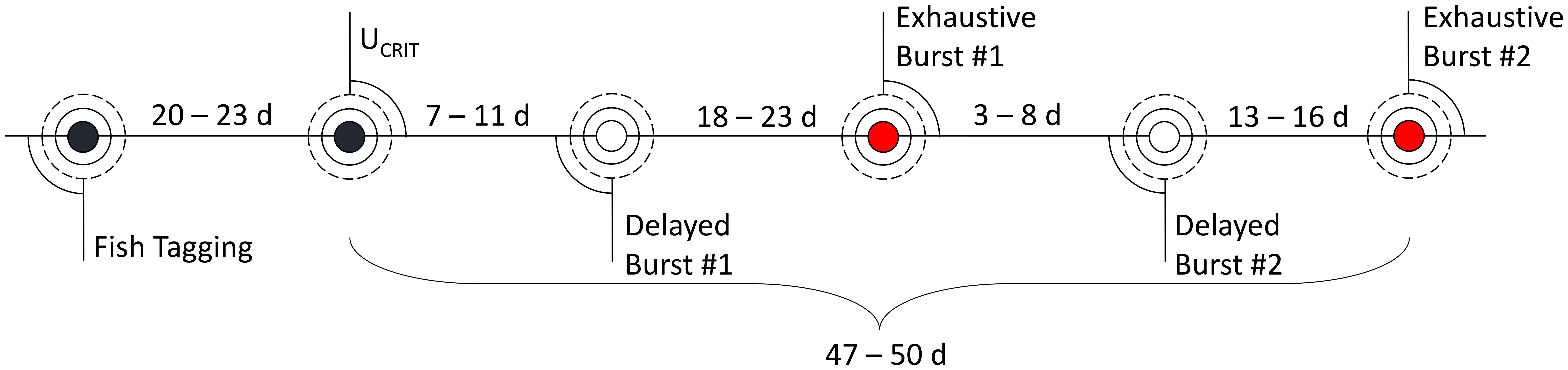 Timeline diagram showing a sequence of events related to fish tagging and bursts. Events are marked as: Fish Tagging (20-23 days), UCRIT (7-11 days), Delayed Burst #1 (18-23 days), Exhaustive Burst #1 (3-8 days, highlighted in red), Delayed Burst #2 (13-16 days), and Exhaustive Burst #2 (highlighted in red). The entire timeline spans 47-50 days.