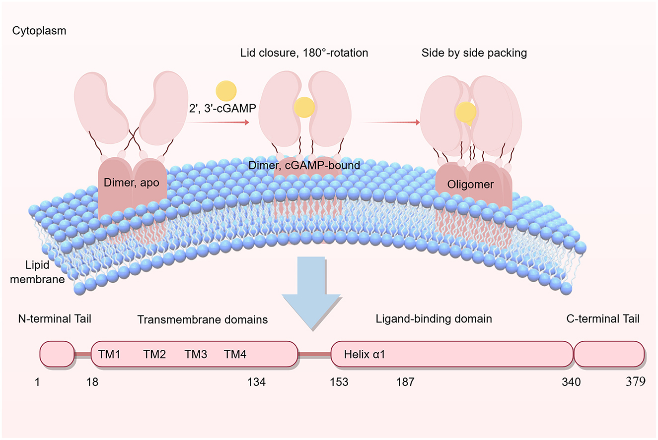 Bacterial, DNA viral, or retroviral DNA enters the cell and—along with endogenous mitochondrial DNA—is recognized by cGAS. This recognition triggers the synthesis of cGAMP, which activates STING on the Golgi apparatus. Subsequently, TBK1-mediated phosphorylation of IRF3 and NF-κB occurs, leading to IFN production and cytokine release, thereby promoting inflammation.