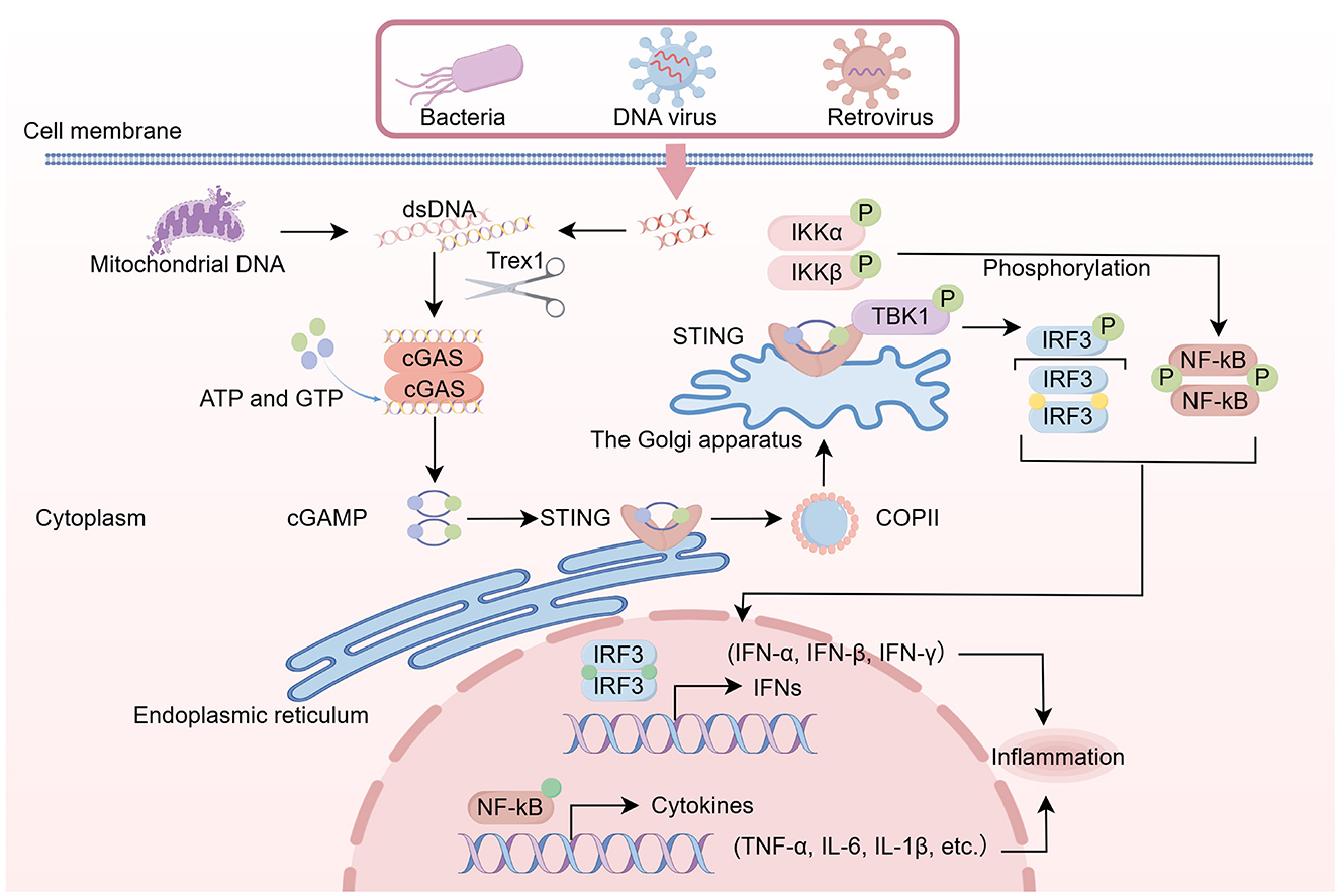 Diagram illustrating the cGAS-STING signaling pathway. Bacterial, DNA virus, or retrovirus DNA enters the cell, interacts with mitochondrial DNA, and is detected by cGAS, producing cGAMP. This activates STING on the Golgi apparatus, leading to TBK1-mediated phosphorylation of IRF3 and NF-κB. This results in IFN production and cytokine release, promoting inflammation.