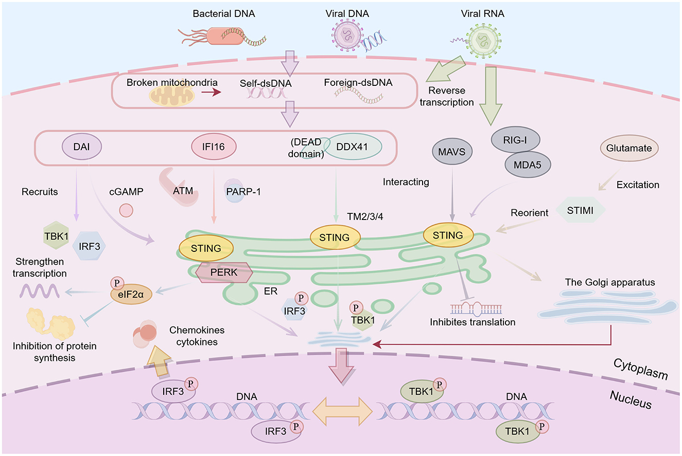 Illustration depicting cellular DNA and RNA pathways involving bacterial DNA, viral DNA, and viral RNA. It shows their interactions with sensors like DAI, IFI16, and DDX41, and pathways involving cGAMP, ATM, and PARP-1. Key proteins include STING, TBK1, IRF3, and eIF2α, highlighting processes like transcription strengthening, protein synthesis inhibition, and translation inhibition. Elements like mitochondria, Golgi apparatus, and nucleus sections of the cell are also depicted.