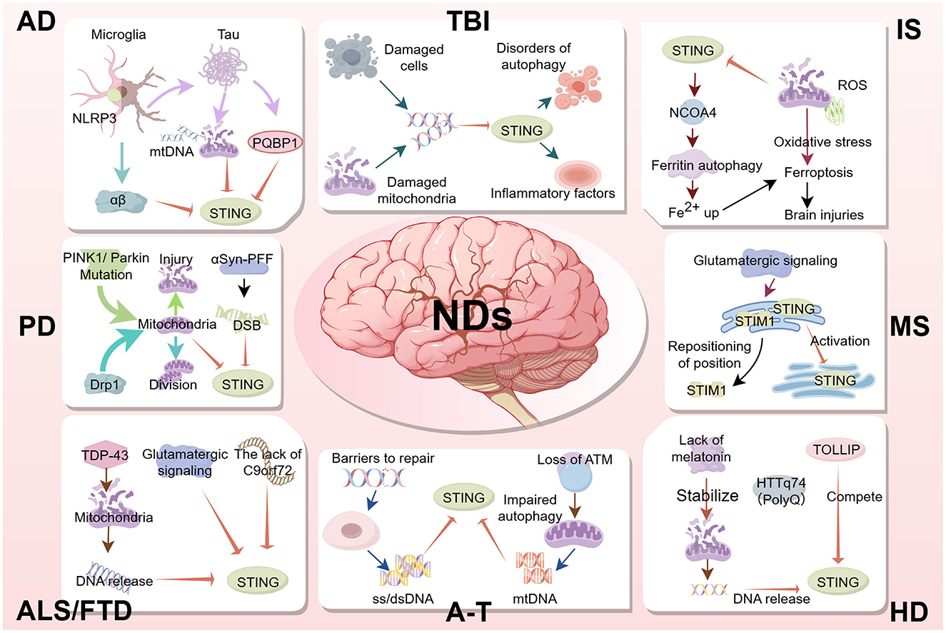 Illustration showing a central brain labeled “NDs” with surrounding panels detailing mechanisms of various neurodegenerative diseases: Alzheimer's, Parkinson's, ALS/FTD, TBI, ischemic stroke, multiple sclerosis, A-T, and Huntington's. Each panel includes cellular interactions and proteins like STING, providing insights into disease pathology.
