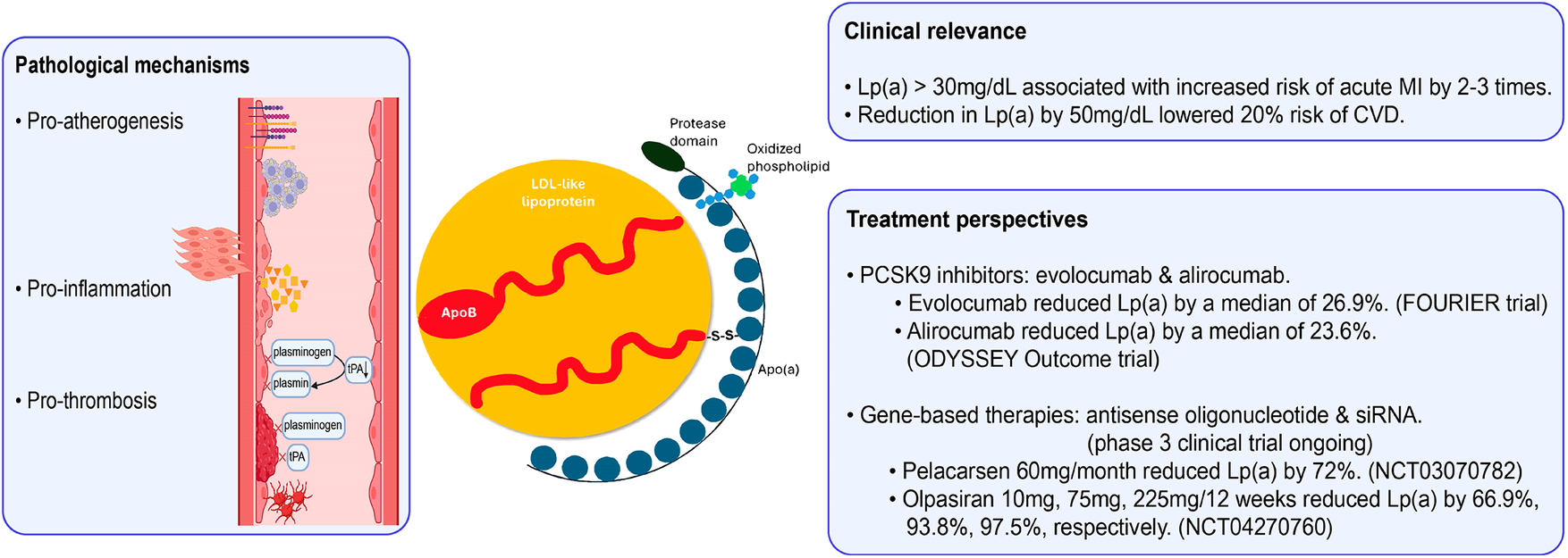 Diagram of an LDL-like lipoprotein featuring a red ApoB component and a surrounding Apo(a) layer. It illustrates pro-atherogenic effects such as increased foam cell formation, smooth muscle cell proliferation, and adhesion molecules production. Pro-inflammatory effects include increased IL-6, TNF-α, and hs-CRP. Pro-thrombotic effects involve decreased plasminogen activation, increased tissue factor pathway inhibitor activity, and platelet activation. A protease domain and oxidized phospholipid are also shown.
