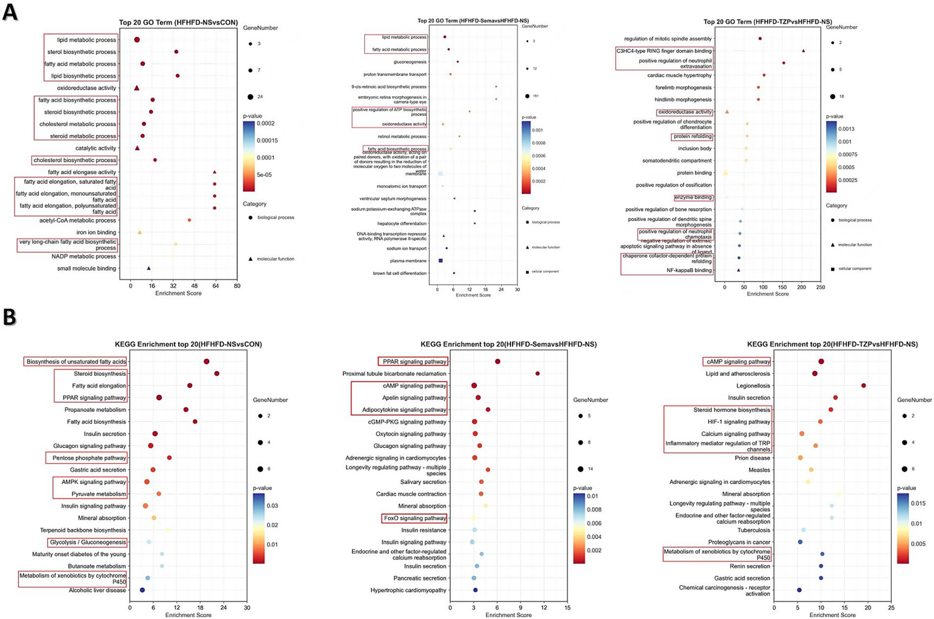 Six dot plot charts display gene ontology (GO) and KEGG pathway enrichment analyses. Chart A includes three sections: top GO terms comparing HHFHD-NS vs. CON, HHFHD-Semvas vs. HHFHD-NS, and HHFHD-TZP vs. HHFHD-NS, highlighting processes like lipid metabolism and cellular functions. Chart B includes KEGG enrichment for the same comparisons, showing pathways such as steroid biosynthesis, PPAR signaling, and cAMP signaling. Dots vary in size according to gene number and are colored by p-value, indicating significance levels.
