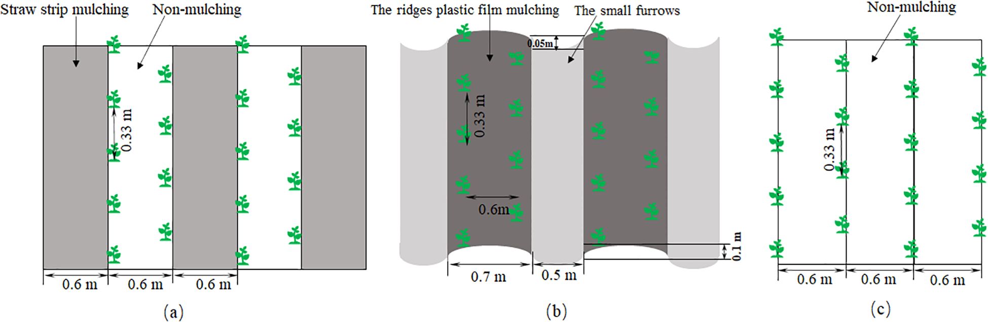 Diagram showing three mulching methods: (a) Straw strip mulching alternating with non-mulching, each 0.6 meters wide, with plants spaced 0.33 meters apart. (b) Ridge plastic film mulching with small furrows, ridges are 0.7 meters apart with a furrow width of 0.5 meters, plants 0.33 meters apart. (c) Non-mulching, furrow width 0.6 meters, plant spacing 0.33 meters.