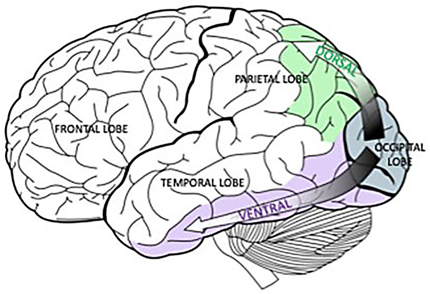 Illustration of a brain with labeled regions: frontal lobe, parietal lobe, temporal lobe, and occipital lobe. Arrows indicate dorsal and ventral pathways, showing neural information flow directions.