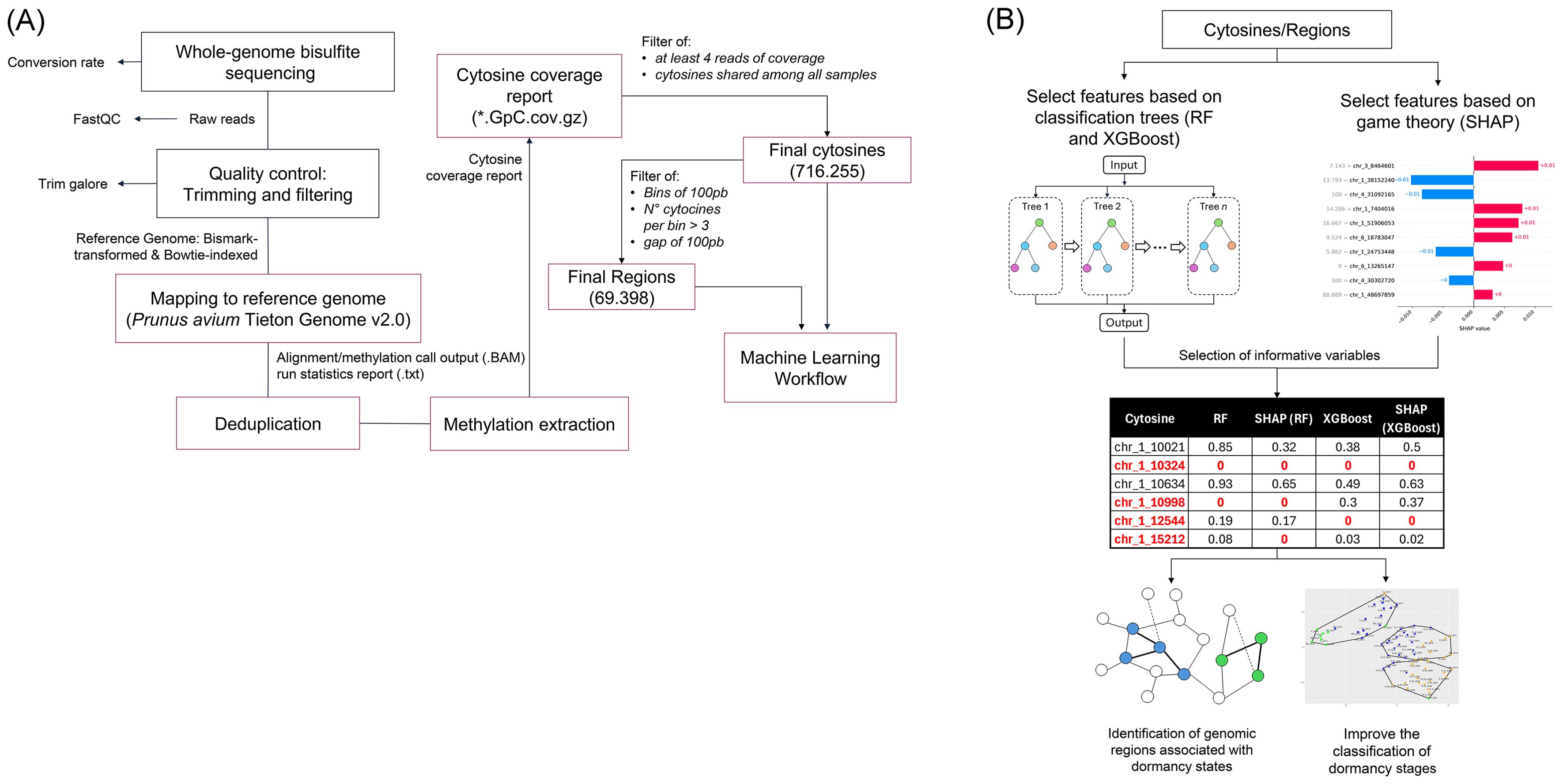 Flowchart illustrating a genomic analysis workflow in two sections. A) Steps include whole-genome bisulfite sequencing, quality control, mapping to the Prunus avium genome, deduplication, and methylation extraction, leading to cytosine coverage reports and final regions. B) Selection of features using classification trees and SHAP values for machine learning. A table lists cytosine features with scores from different methods. Diagrams depict identification of genomic regions and improved classification of dormancy stages.