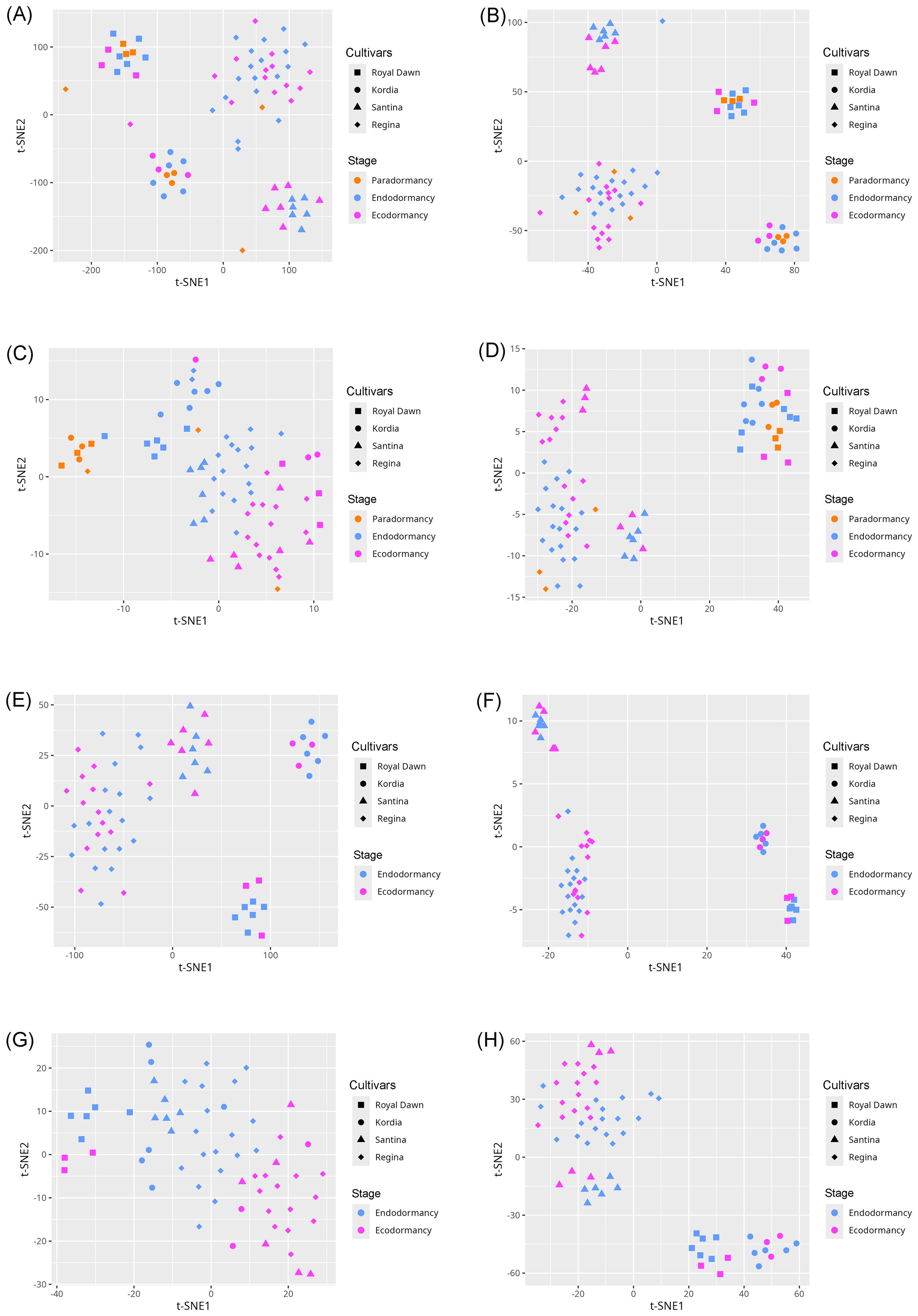 Eight scatter plots labeled A to H show t-SNE analysis of different cherry cultivars across various dormancy stages. Each plot differentiates cultivars (Royal Dawn, Kordia, Santina, Regina) with shapes and stages (Paradormancy, Endodormancy, Ecodormancy) with colors. Each graph shows a distinct distribution pattern of points along the t-SNE1 and t-SNE2 axes.