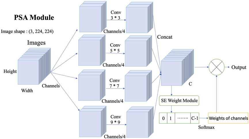Diagram of a PSA (Parallel Spatial Attention) Module. An input image with shape (3, 224, 224) undergoes four convolution operations with kernel sizes 3x3, 5x5, 7x7, and 9x9, reducing channels by a quarter each time. These outputs are concatenated, forming a matrix labeled C. The SE (Squeeze-and-Excitation) Weight Module applies softmax to generate channel weights, influencing the final output through a multiplication process.