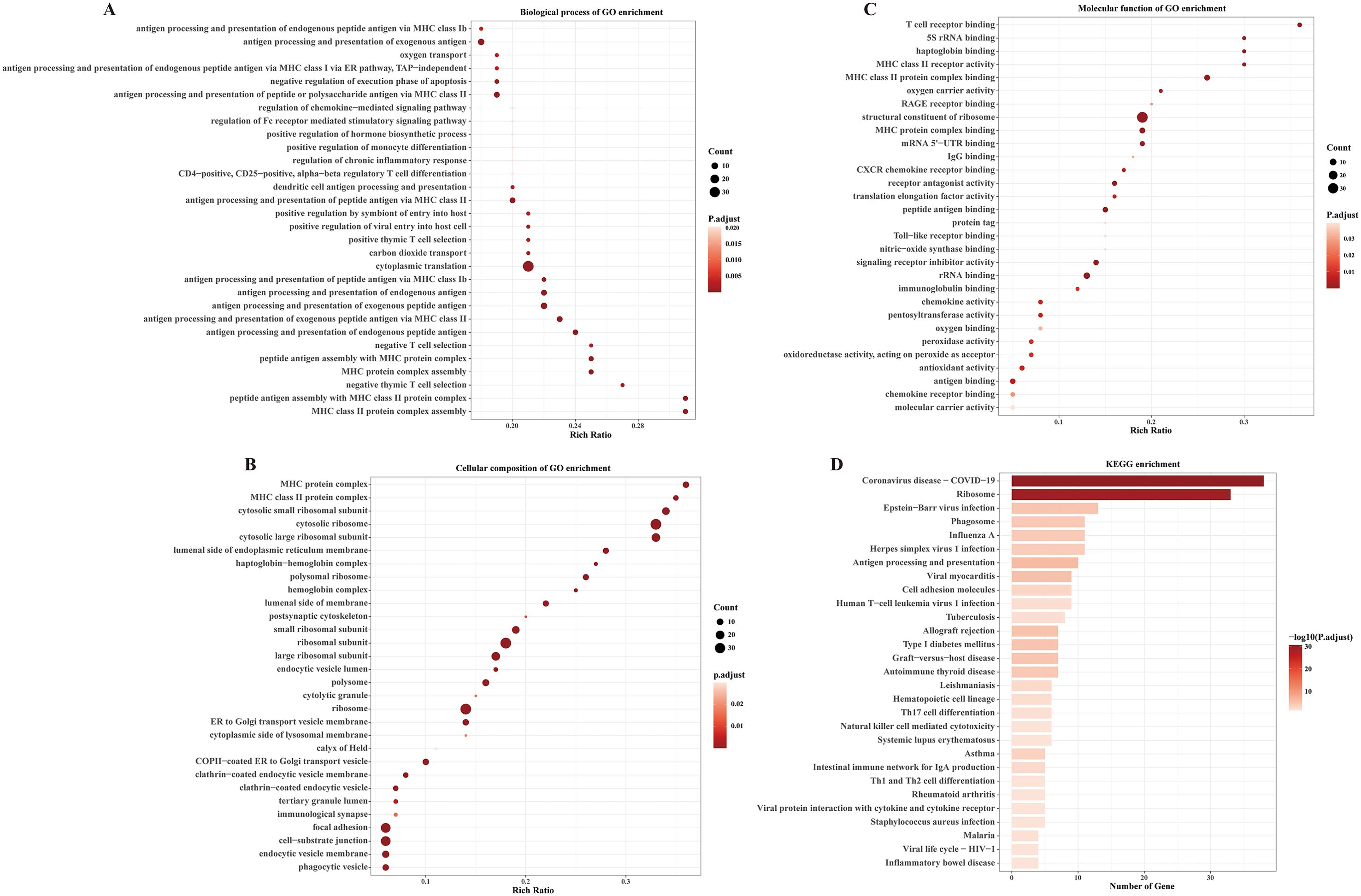 Four panels of enrichment analysis charts displaying GO enrichment and KEGG enrichment data. Panel A illustrates biological processes with dot size indicating count and color denoting adjusted p-values. Panel B focuses on cellular composition, using similar visual cues. Panel C presents molecular functions with dot size and color representing count and adjusted p-values respectively. Panel D is a bar chart of KEGG enrichment with bar length indicating the number of genes and color denoting negative logarithm of the adjusted p-values. Each panel contains labeled axes and categories pertinent to their respective analyses.