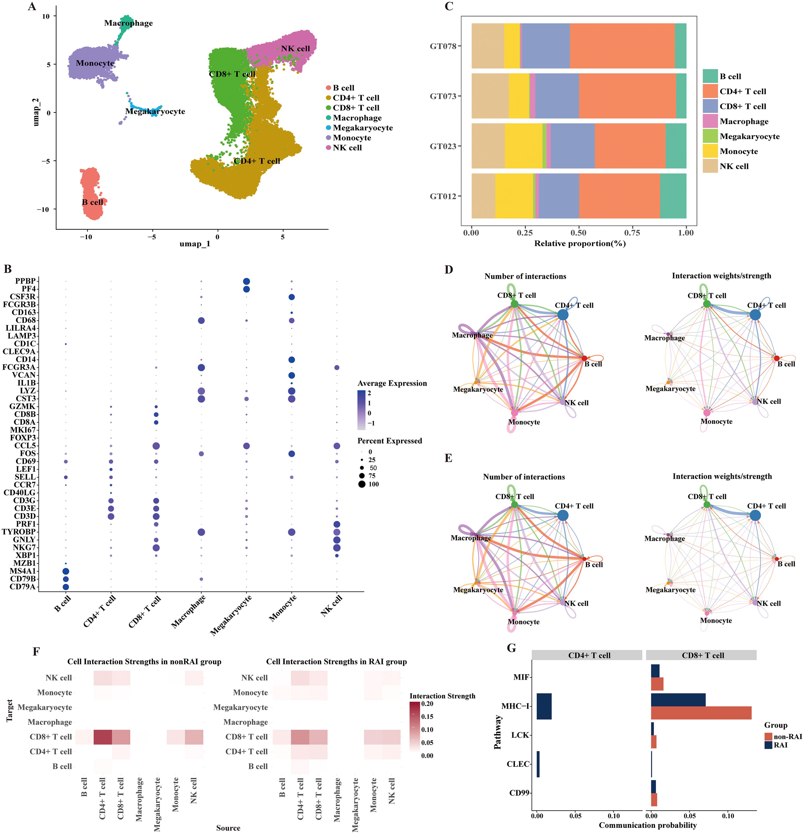 A composite image displaying various data visualizations related to cell types and interactions in a study. Panel A shows a UMAP plot of different cell types, including B cells, CD4+ T cells, CD8+ T cells, macrophages, megakaryocytes, monocytes, and NK cells, each marked with distinct colors. Panel B features a bubble plot illustrating average expression and percent expressed for various genes across different cell types. Panel C includes stacked bar charts showing the relative proportions of these cell types in different samples. Panels D and E present chord diagrams depicting the number of interactions and interaction strengths between cell types. Panel F consists of heatmaps comparing cell interaction strengths in non-RAI and RAI groups. Panel G displays bar graphs comparing communication probabilities of different pathways between CD4+ T cells and CD8+ T cells in RAI and non-RAI groups.