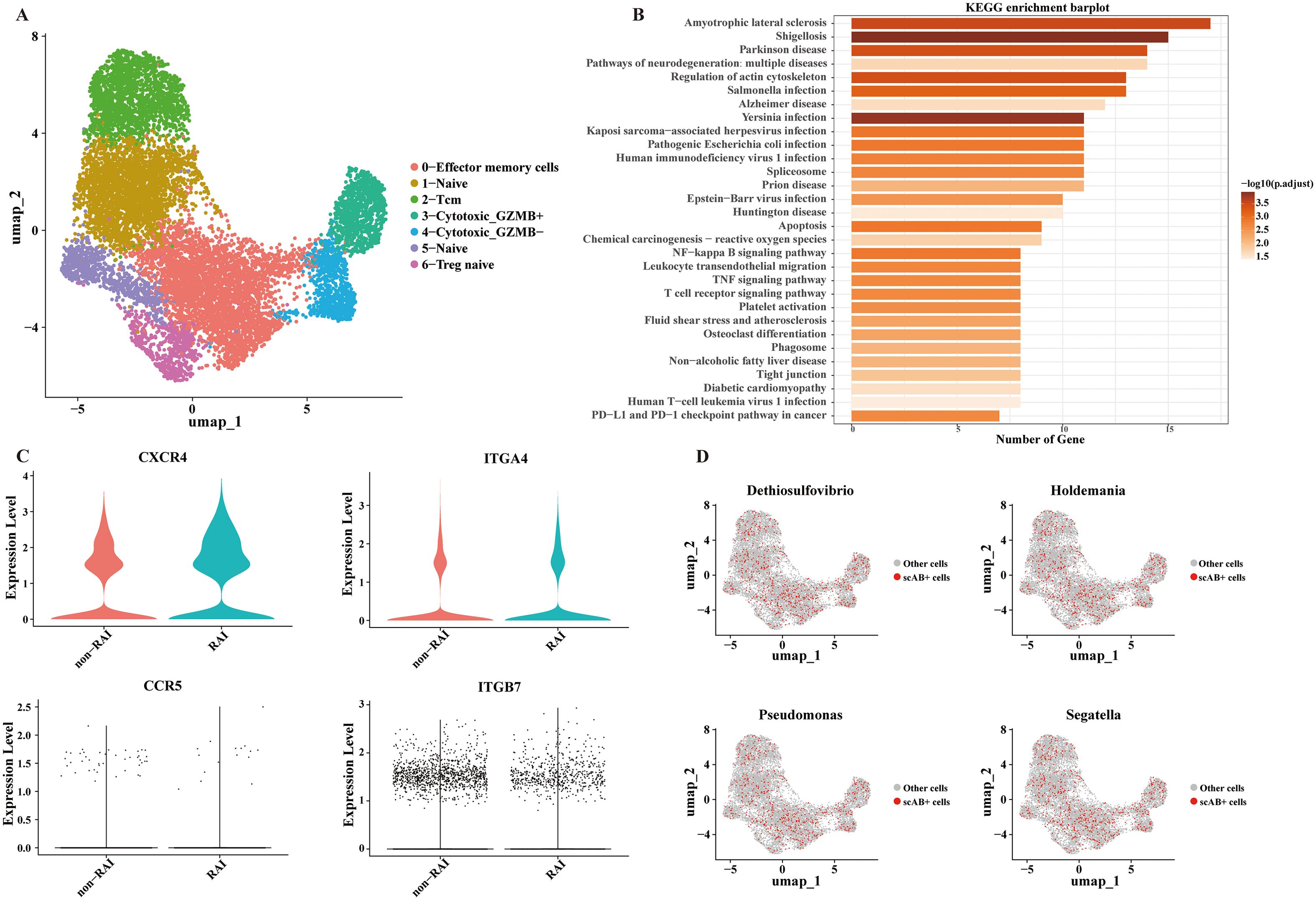 Panel A shows a UMAP plot with clusters of cells color-coded by type, including effector memory cells and naive cells. Panel B displays a KEGG enrichment bar plot highlighting pathways such as amyotrophic lateral sclerosis and Parkinson disease. Panel C consists of violin plots for genes CXCR4 and ITGA4, and scatter plots for CCR5 and ITGB7, comparing expression levels between non-RAI and RAI. Panel D includes UMAP plots indicating the presence of scAB+ cells in various bacterial contexts like Dethiosulfovibrio and Pseudomonas.