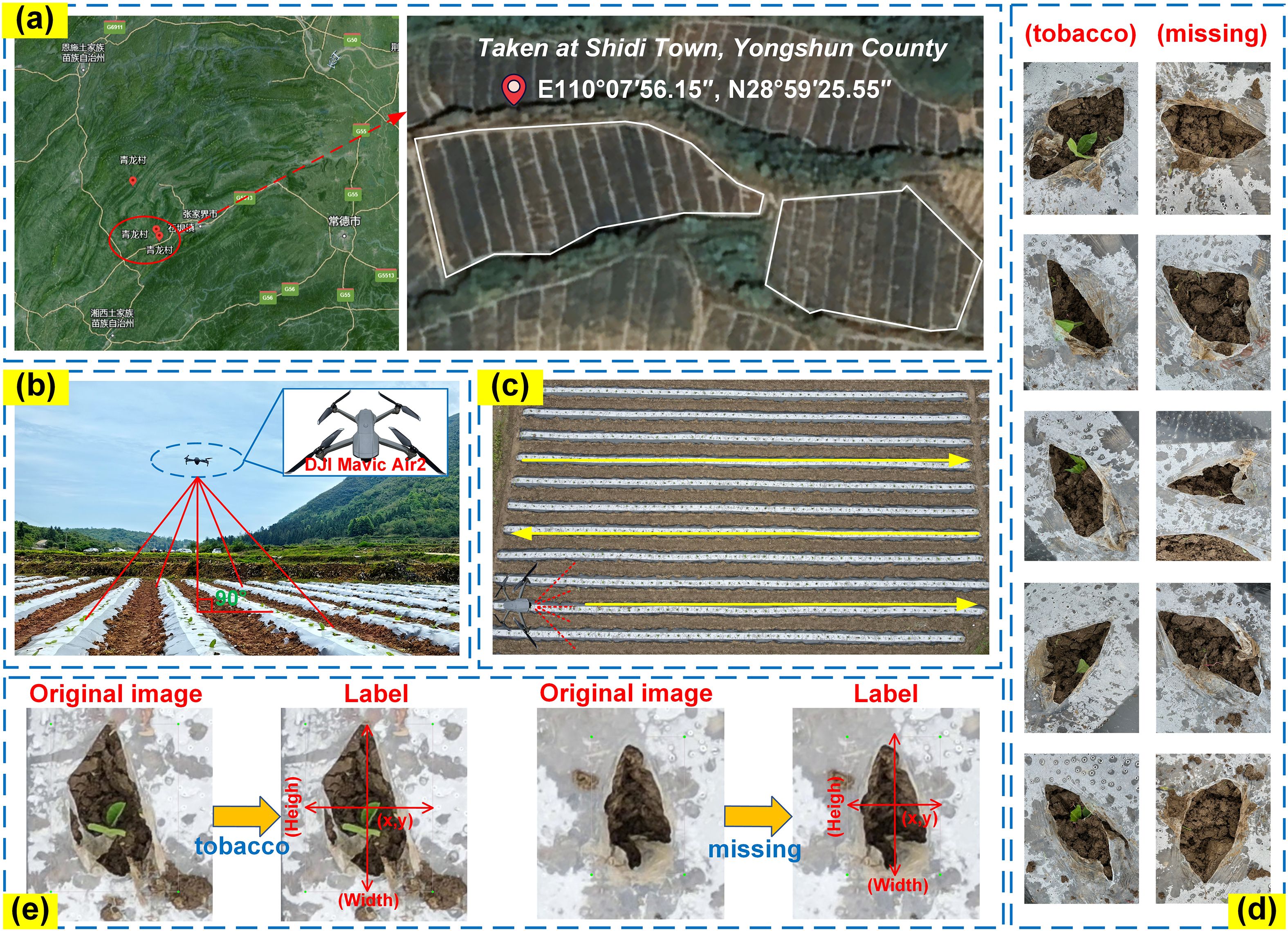 Composite image showing several panels related to tobacco planting and monitoring using a drone. Panel (a) includes a satellite map with coordinates labeled “Shidi Town, Yongshun County.” Panel (b) illustrates a field with a DJI Mavic Air 2 drone capturing images at a 90-degree angle. Panel (c) displays rows of planted crops with yellow arrows for direction. Panel (d) contains images of tobacco plants and missing plants in soil pockets. Panel (e) contrasts original and labeled images, highlighting identified tobacco plants and missing spots with measurements for height and width.