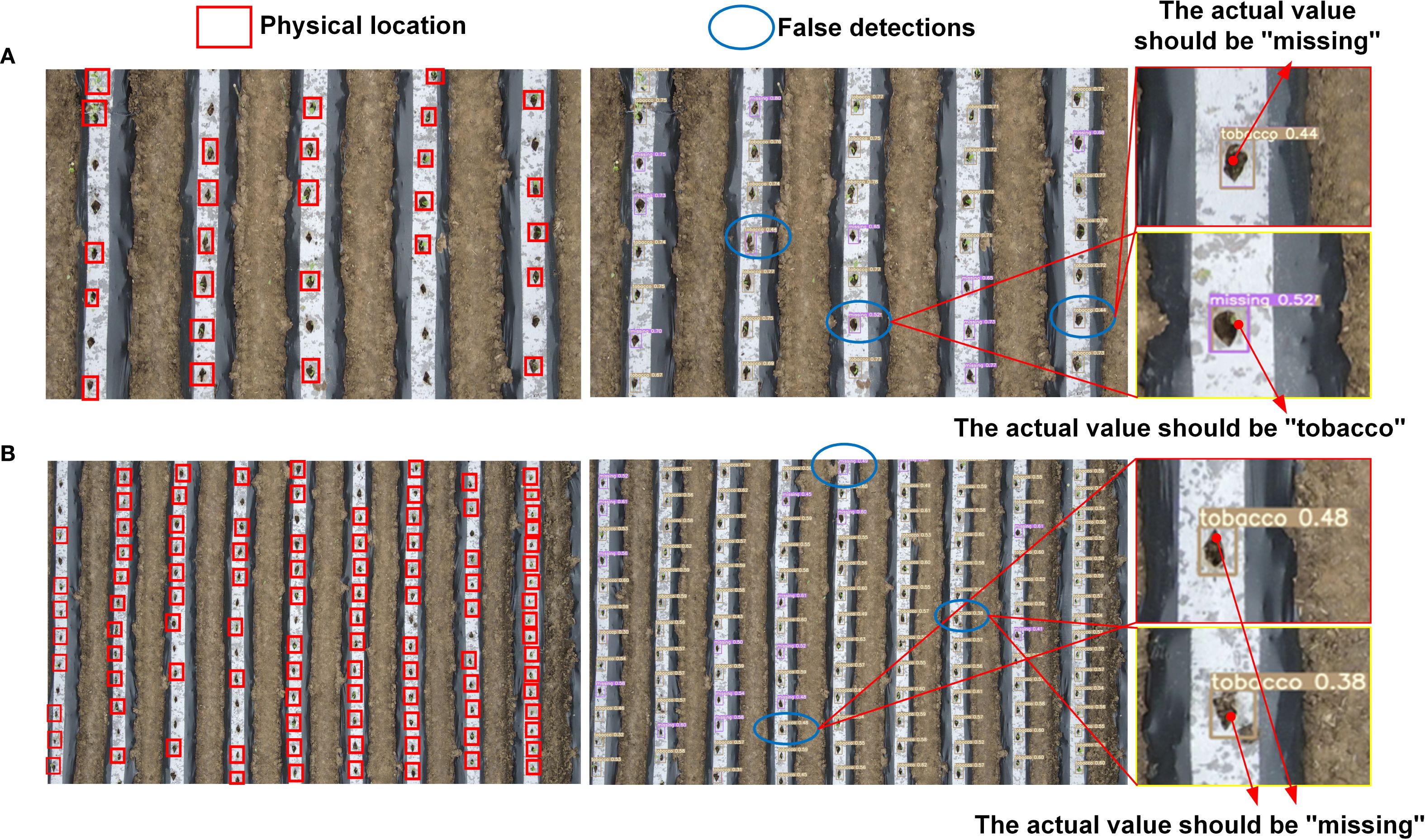 An aerial view of plant rows labeled with physical locations marked in red rectangles and false detections in blue circles. Panels A and B show comparisons of actual and predicted values, indicating discrepancies in classification between “tobacco” and “missing” at specific points. Enlarged insets illustrate where corrections should be made: “tobacco” should be “missing” and vice versa.