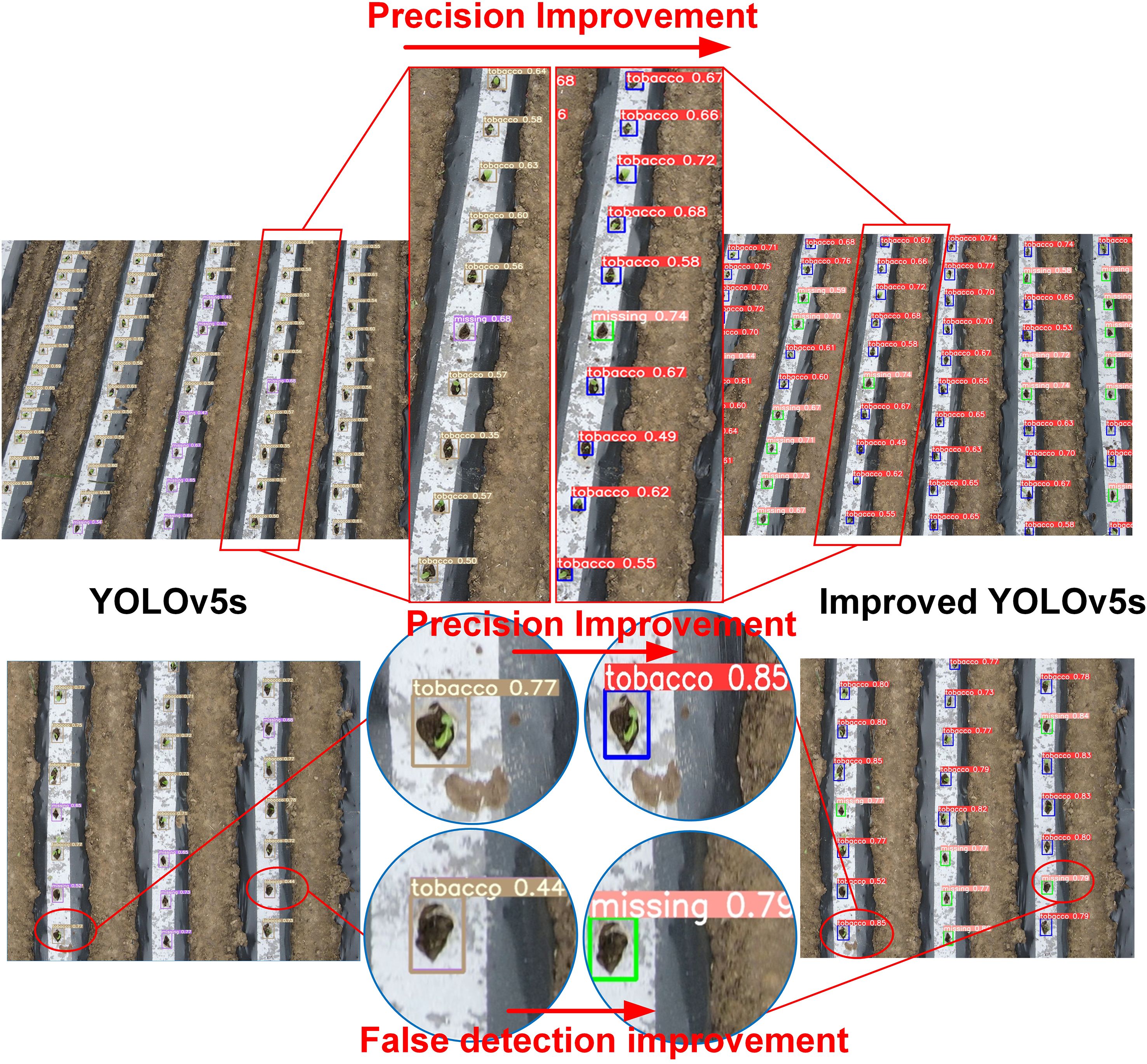 Comparison of object detection using YOLOv5s and Improved YOLOv5s on agricultural fields. The image highlights precision improvement with increased label accuracy for “tobacco” and reduced false detections, showing enhanced detection capabilities in the improved version.