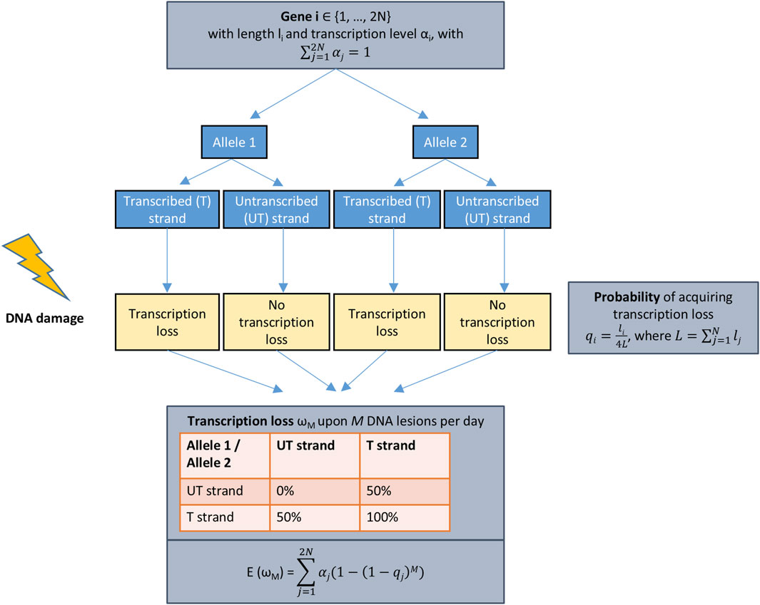 Flowchart depicting the process and consequences of DNA damage on gene transcription. It starts with a gene divided into Allele 1 and Allele 2, each having transcribed and untranscribed strands. DNA damage is indicated, leading to potential transcription loss or no loss for each strand. A table shows the probability of transcription loss, with values of zero percent, fifty percent, and one hundred percent depending on the strand. Equations detail the probability calculation for transcription loss upon DNA lesions per day.