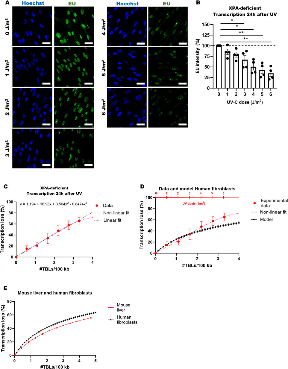 Panel A shows fluorescence images of XPA-deficient fibroblast nuclei stained with Hoechst (blue) and EU (green) at various UV-C doses, ranging from 0 to 6 J/m². Panel B is a bar graph depicting EU intensity percentage as a function of UV-C dose, showing a decline in transcription with increasing UV exposure. Panels C, D, and E are line graphs presenting transcription loss as a percentage relative to transcription-blocking lesions per 100 kilobases, with Panel C focusing on XPA-deficient cells, Panel D on human fibroblast data and models, and Panel E comparing mouse liver and human fibroblasts.