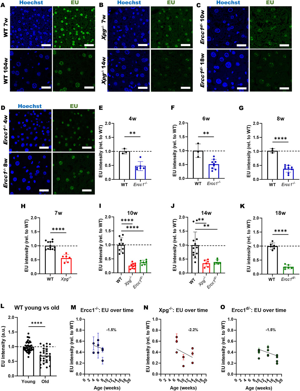 Fluorescence microscopy images and charts depicting EU incorporation and intensity in various genotypes at different ages. Panels A-D show Hoechst (blue) and EU (green) staining in cells. Panels E-K display bar graphs comparing EU intensity relative to wild type (WT) at different weeks (4w, 6w, 8w, etc.). Panel L shows a comparison of EU intensity between young and old WT subjects. Panels M-O illustrate line graphs showing changes in EU intensity over time for different genotypes. Statistical significance is represented by asterisks, with annotations indicating specific week comparisons.