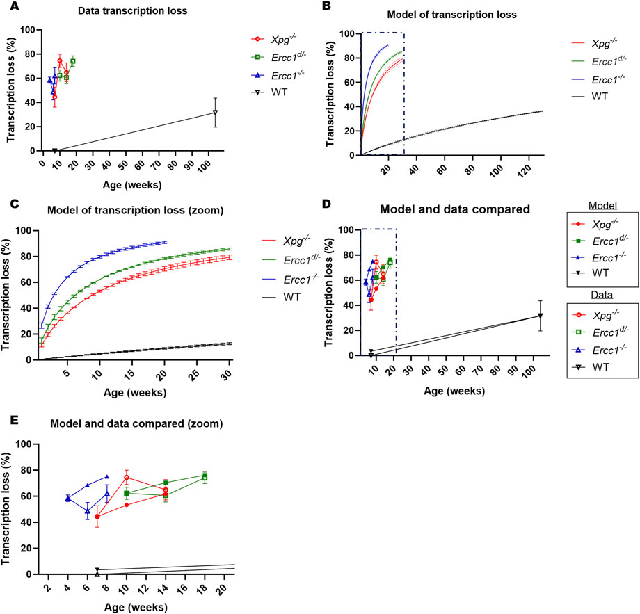 Graphs A to E show transcription loss percentages over age in weeks for different genetic models labeled Xpg⁻/⁻, Ercc1d/⁻, Ercc1⁻/⁻, and WT. Graph A illustrates observed data, while B and C display model predictions, with C focusing on ages under 30 weeks. Graphs D and E compare data and model predictions, with E zoomed in on ages under 20 weeks. Legends indicate data and model distinction. Errors are marked with bars.