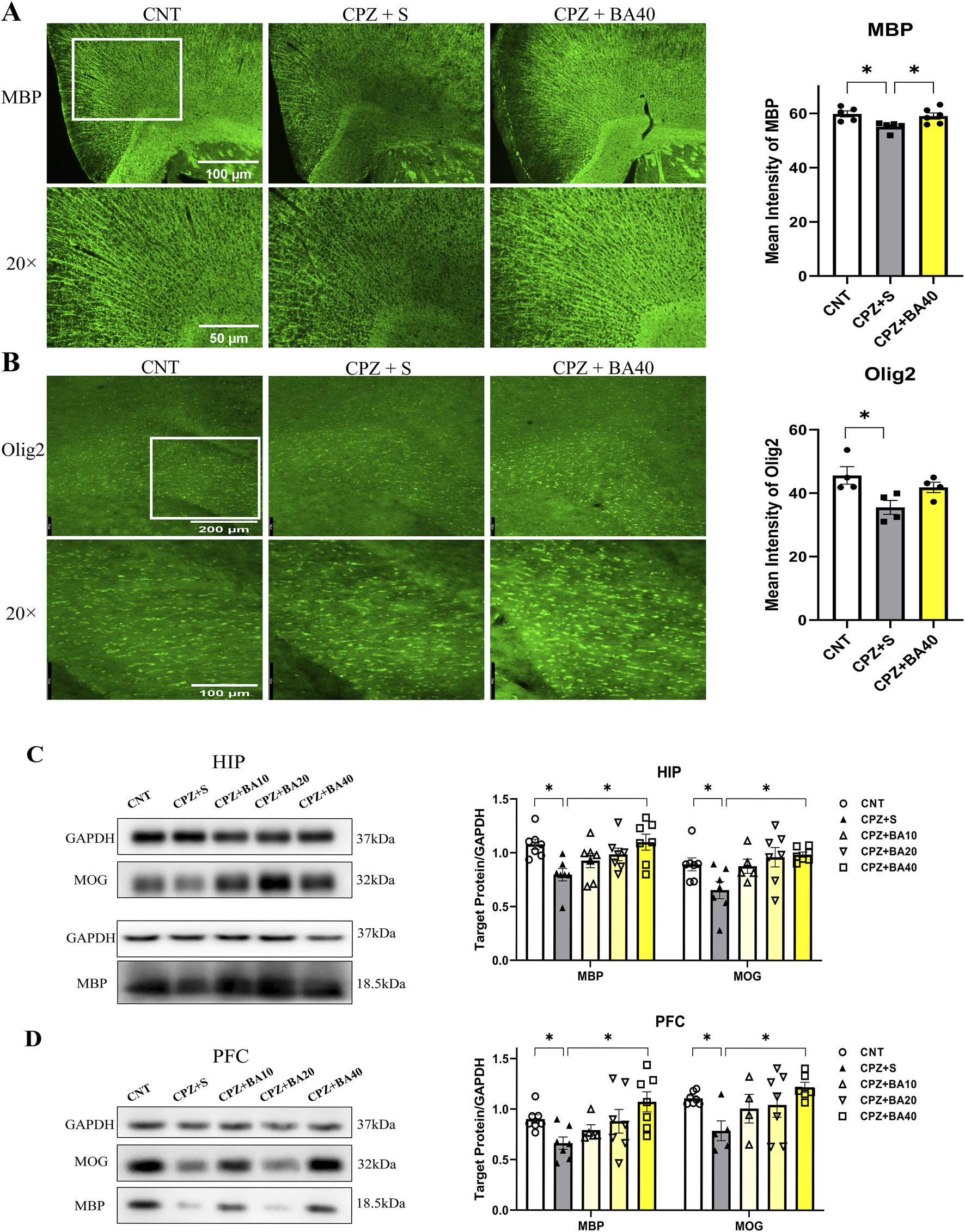 Histological and biochemical analysis of brain samples. Panels A and B display fluorescent staining of MBP and Olig2 in control, CPZ + S, and CPZ + BA40 groups with magnifications of twenty times. Bar graphs show mean intensity comparisons highlighting significant differences with asterisks. Panels C and D depict Western blots for proteins MBP and MOG in the HIP and PFC regions, with corresponding graphs displaying target protein to GAPDH ratios among the groups. Statistical significance is indicated by asterisks.