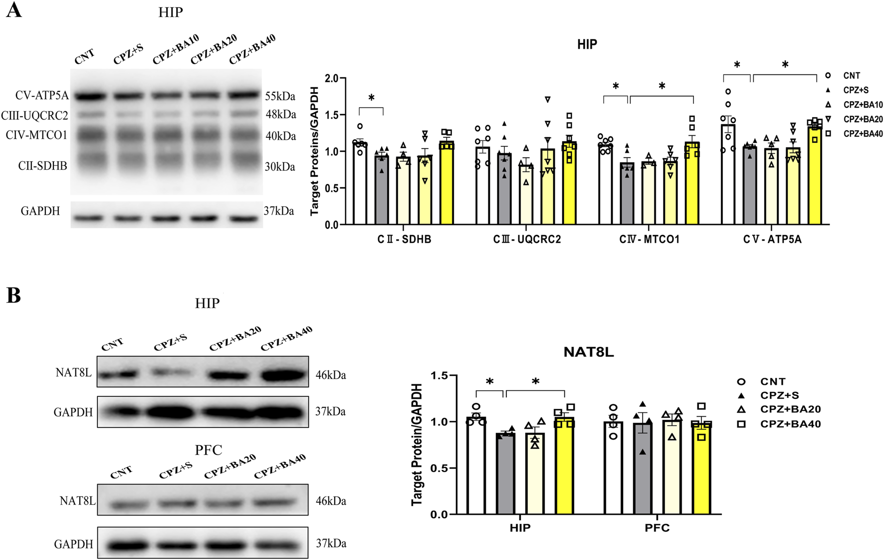Western blot and bar graph comparing target protein levels normalized to GAPDH under different conditions in hippocampus (HIP) and prefrontal cortex (PFC). Panel A shows protein levels of CV-ATP5A, CIII-UQCRC2, CIV-MTCO1, and CII-SDHB. Panel B displays NAT8L protein expression. Bar graphs indicate statistical significance with asterisks, comparing different treatments labeled as CNT, CPZ+S, CPZ+BA10, CPZ+BA20, CPZ+BA40. Molecular weight markers range from 30 to 55 kDa.