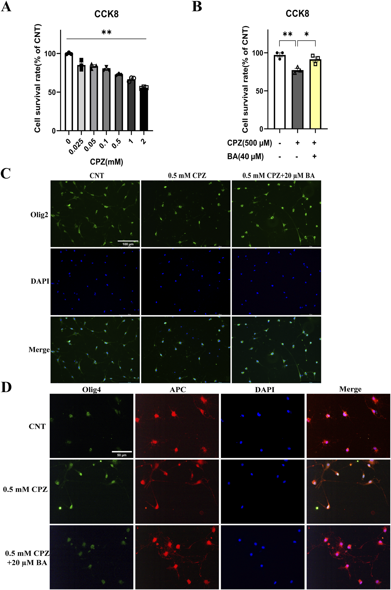 Graphs and microscopy images show effects of CPZ and BA on cell survival and markers. Graph A presents cell survival rates across CPZ concentrations. Graph B contrasts survival rates between CPZ, BA, and their combination. Image C depicts Olig2 and DAPI staining under various conditions, while image D details Olig4, APC, and DAPI staining. Both sets highlight changes in cell marker expression.