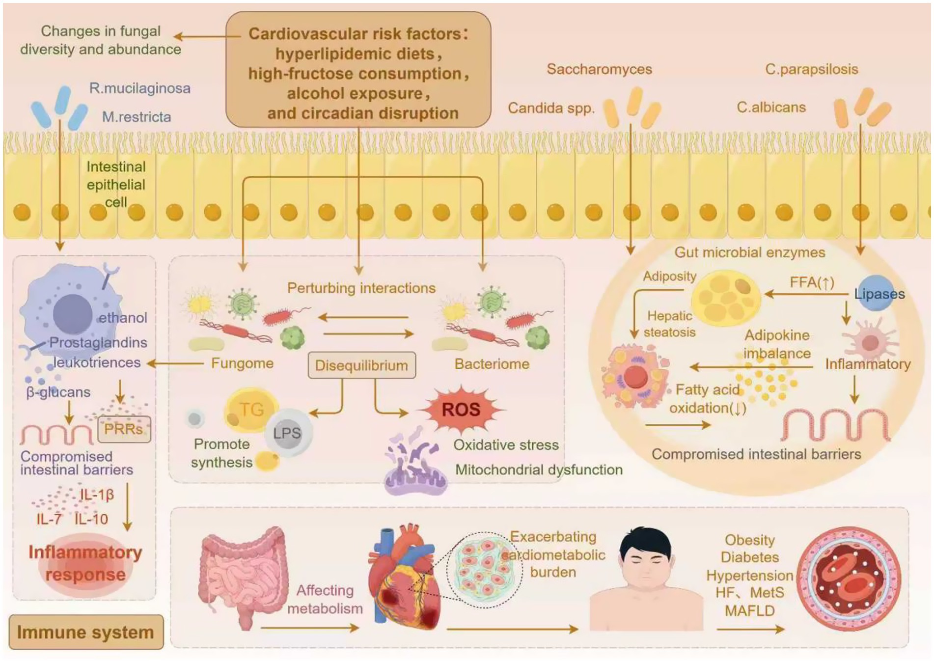 First, changes in the diversity and abundance of specific fungi constitute the initial stage of CMD—an imbalance in the gut mycobiome. Cardiovascular risk factors such as high-fat diets, high-fructose consumption, alcohol intake, and circadian disruption serve as key external triggers for this fungal dysbiosis. Second, fungal imbalance drives disease progression through multiple mechanisms: specific fungi influence gut microbial enzyme activity, promote fat synthesis and free fatty acid accumulation, while suppressing fatty acid oxidation, leading to hepatic steatosis and obesity. Interactions between fungi and bacteria further propel the onset and development of CMD. Additionally, fungal-derived metabolites and cell wall components trigger inflammatory cascades, exacerbating systemic metabolic dysregulation. Finally, through the combined effects of these mechanisms, systemic metabolic disturbances emerge, increasing the cardiometabolic burden and ultimately resulting in a range of cardiometabolic diseases.