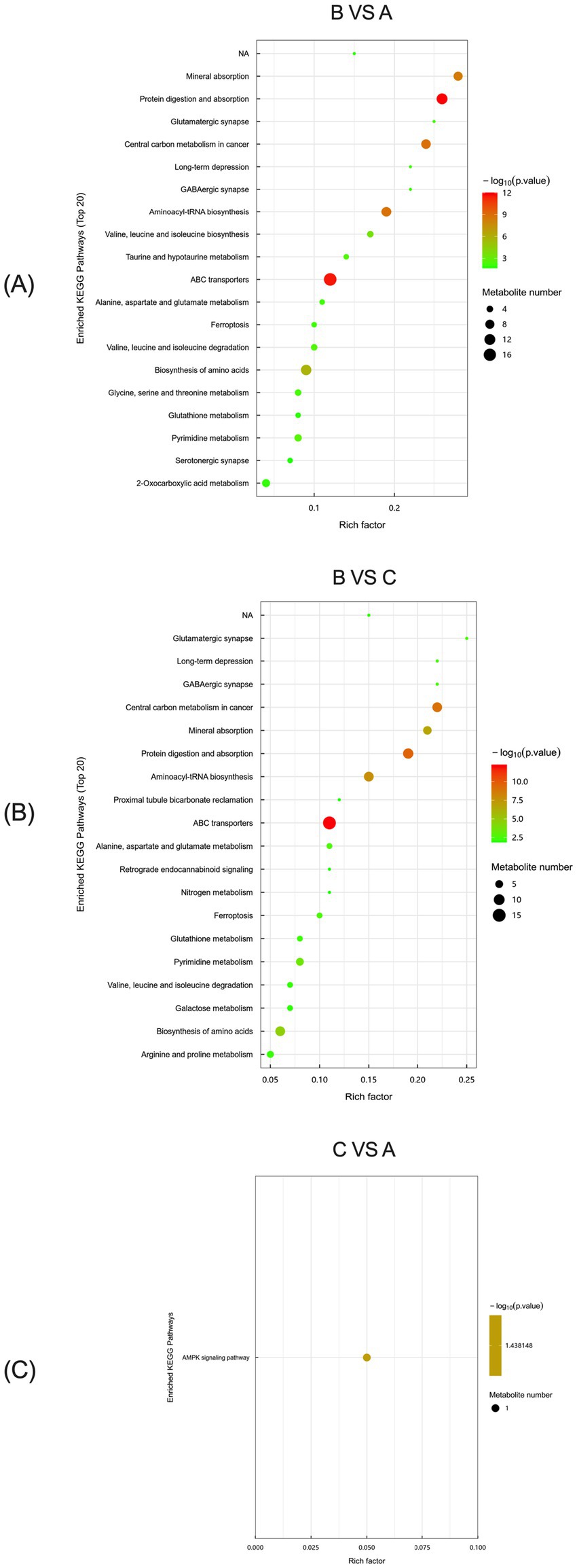 Dot plots compare enriched KEGG pathways. (A) B vs A: Displays various pathways with