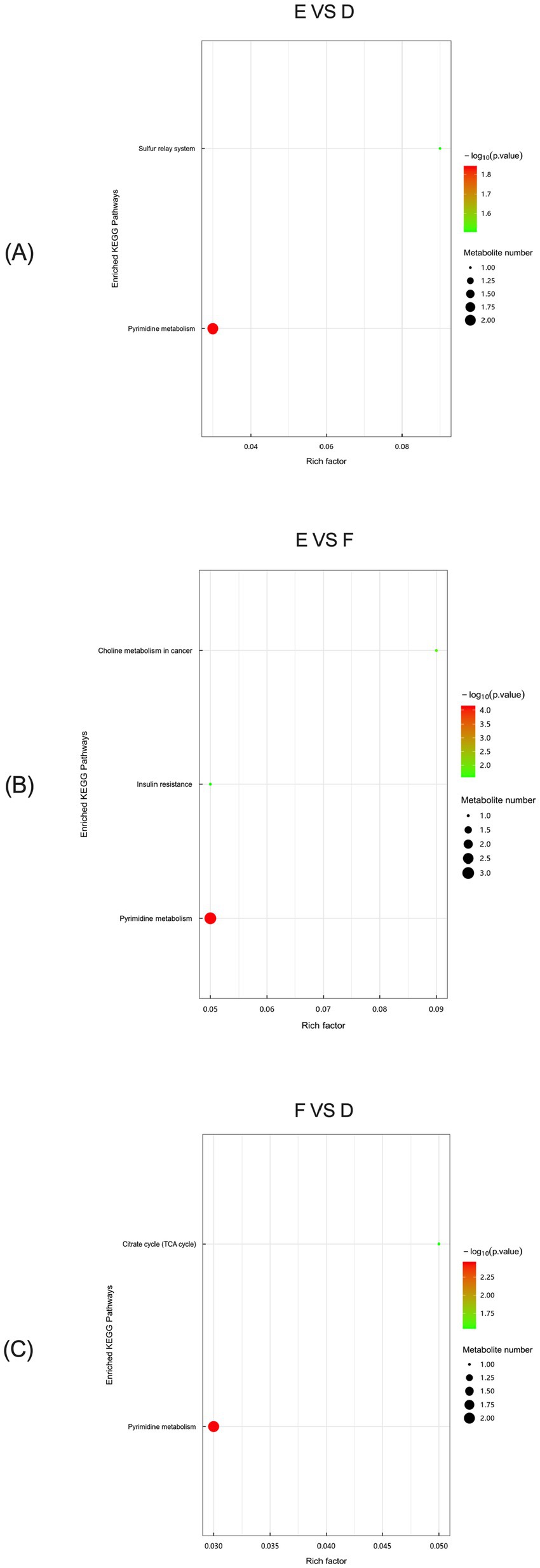 Three bubble plots compare enriched KEGG pathways in different groups. (A) E vs D: Pyrimidine metabolism is significant with a large red bubble, while the sulfur relay system shows a small green bubble. (B) E vs F: Pyrimidine metabolism has a large red bubble; insulin resistance and choline metabolism in cancer have smaller green bubbles.(C) F vs D: Pyrimidine metabolism appears with a large red bubble; the citrate cycle shows a small green bubble. Bubble size denotes metabolite number, and color intensity indicates significance (log10(p-value)).