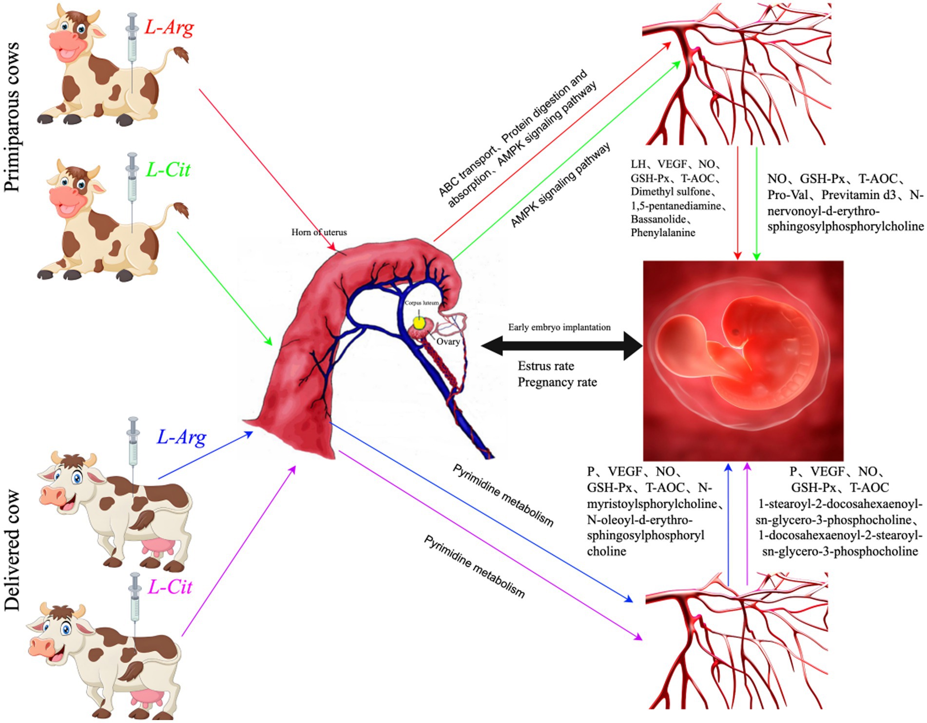 Diagram illustrating the effects of L-Arg and L-Cit injections on primiparous and delivered cows. Arrows show pathways and outcomes in the uterine system, including changes in proteins and metabolites, leading to embryo implantation, estrus, and pregnancy rates. The graphic includes cartoon cows, uterine anatomy, and fetal development representations, emphasizing AMPK signaling and pyrimidine metabolism pathways.