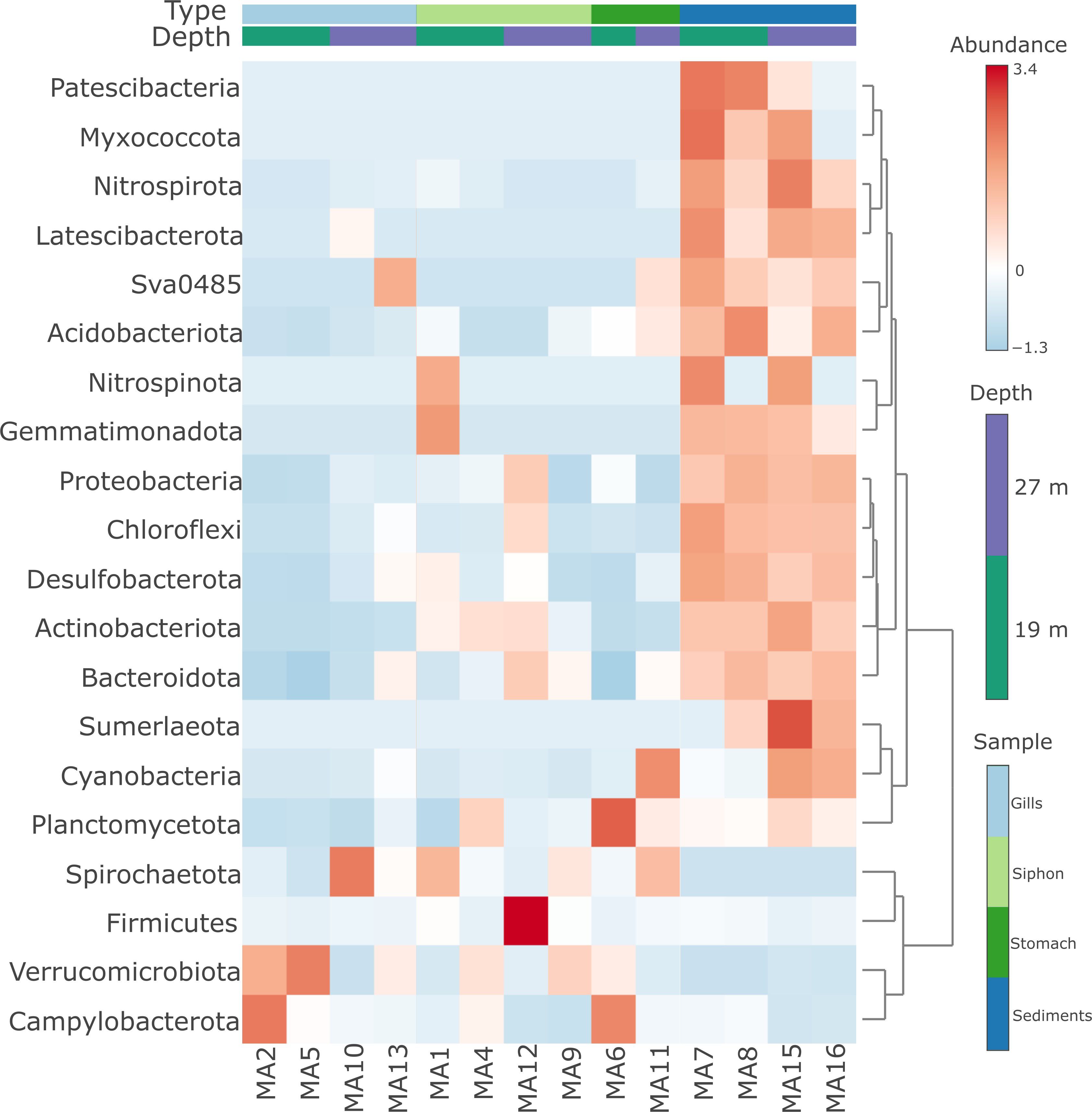 Heatmap showing microbial abundance across samples labeled MA1 to MA16. Rows represent different bacterial groups. Color intensity indicates abundance, ranging from blue (low) to red (high). Legends indicate sample type (Gills, Siphon, Stomach, Sediments) and depth (19m, 27m).