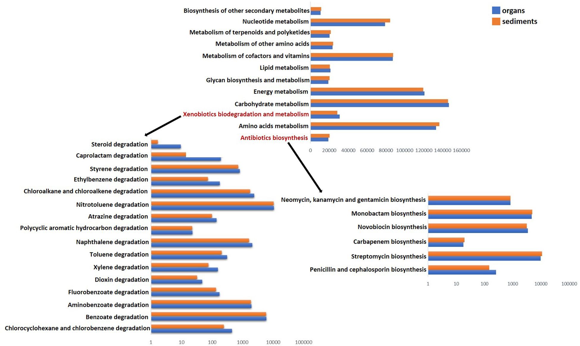 Bar graph comparing metabolic processes and degradation pathways in organs (blue) and sediments (orange). Top pathways include amino acids metabolism and antibiotics biosynthesis. Lower sections cover xenobiotics degradation with specific focuses like dioxin degradation and penicillin biosynthesis.
