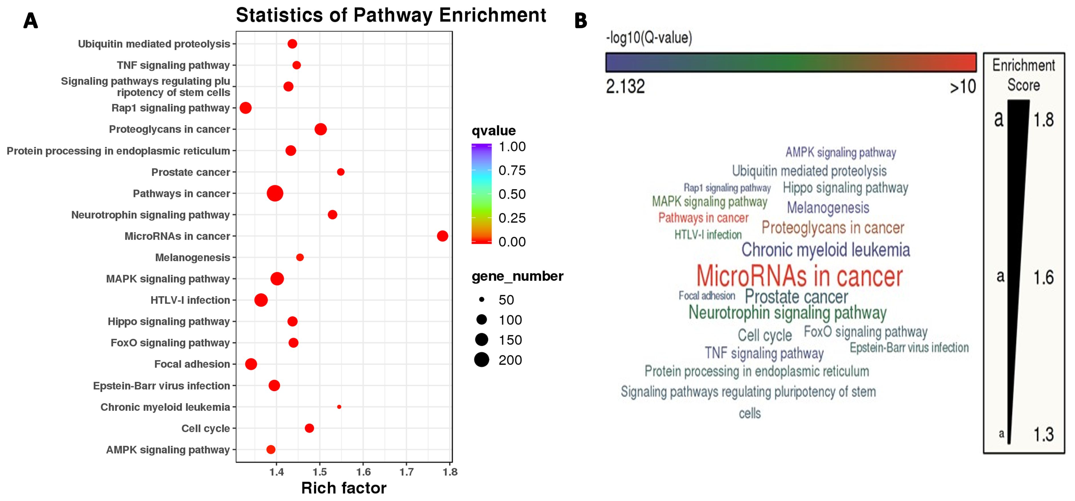 Two panels show pathway enrichment analysis. Panel A is a bubble chart with pathways on the y-axis and rich factor on the x-axis. Bubble size indicates gene number and color indicates q-value. Panel B is a word cloud of pathways, with size reflecting enrichment score.
