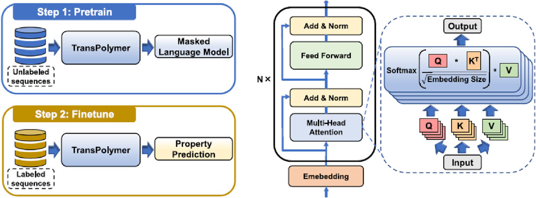 Flowchart illustrating a two-step process. Step 1: Pretrain involves TransPolymer using unlabeled sequences for a masked language model. Step 2: Finetune uses labeled sequences to predict properties. The model architecture includes embedding, multi-head attention, and feed-forward layers, leading to output calculation.